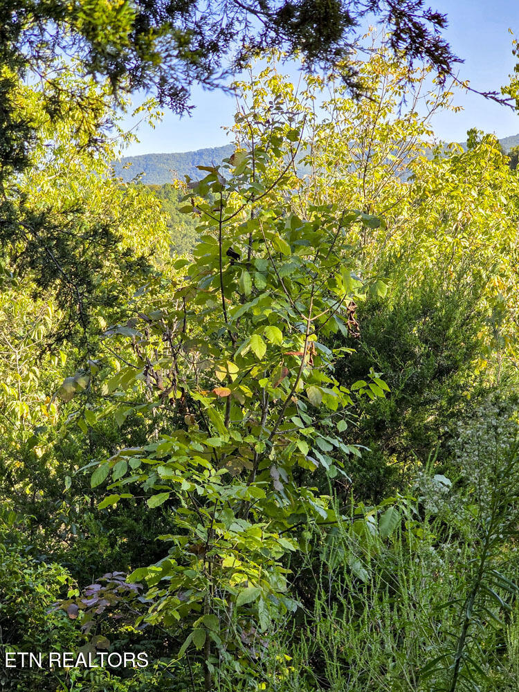2534 Muddy Hollow Dandridge TN 37725