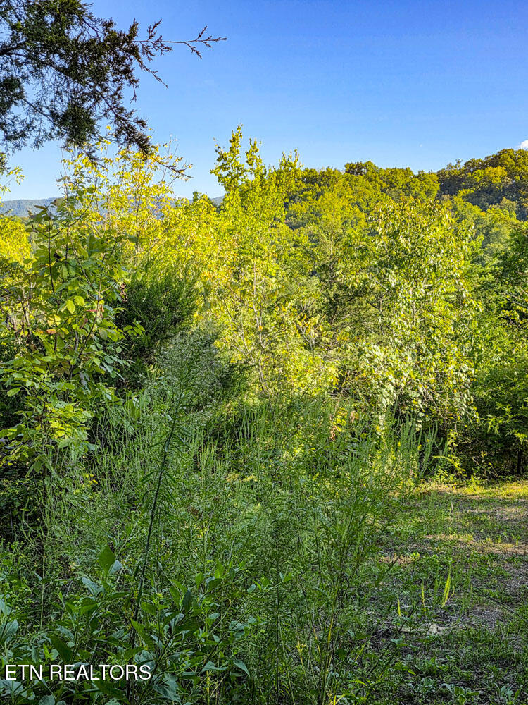 2534 Muddy Hollow Dandridge TN 37725