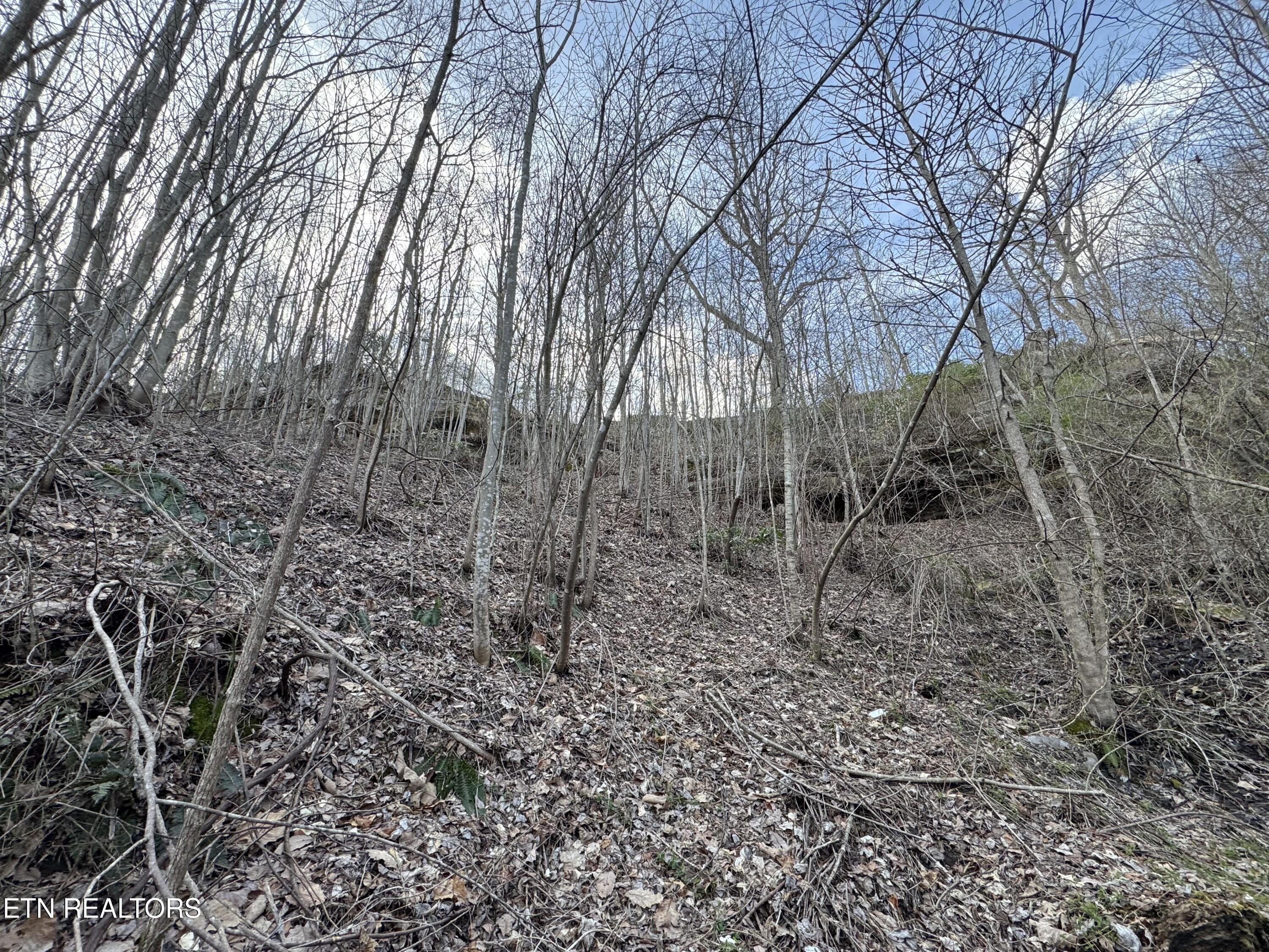 Grape Rough Road Oneida TN 37841