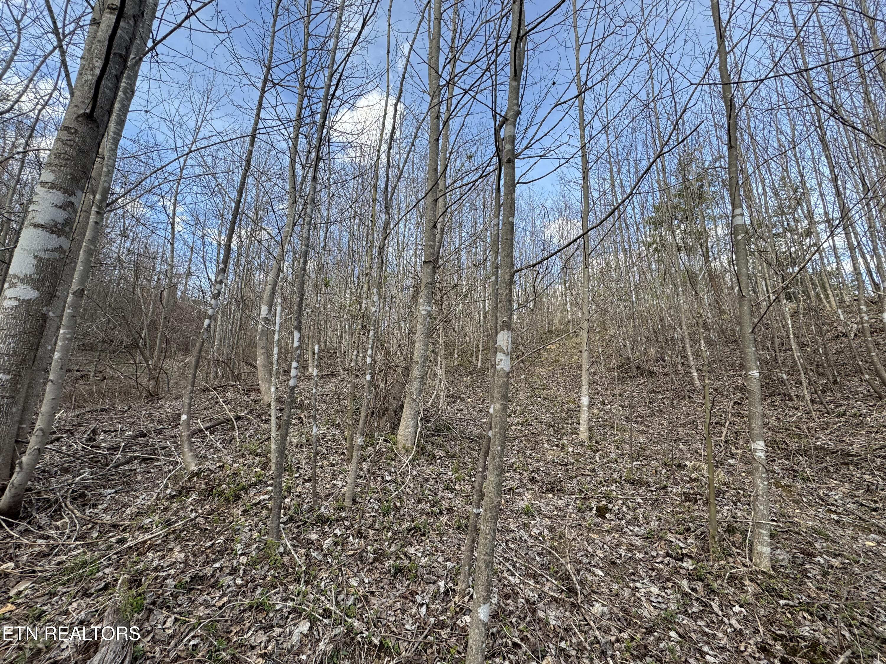 Grape Rough Road Oneida TN 37841