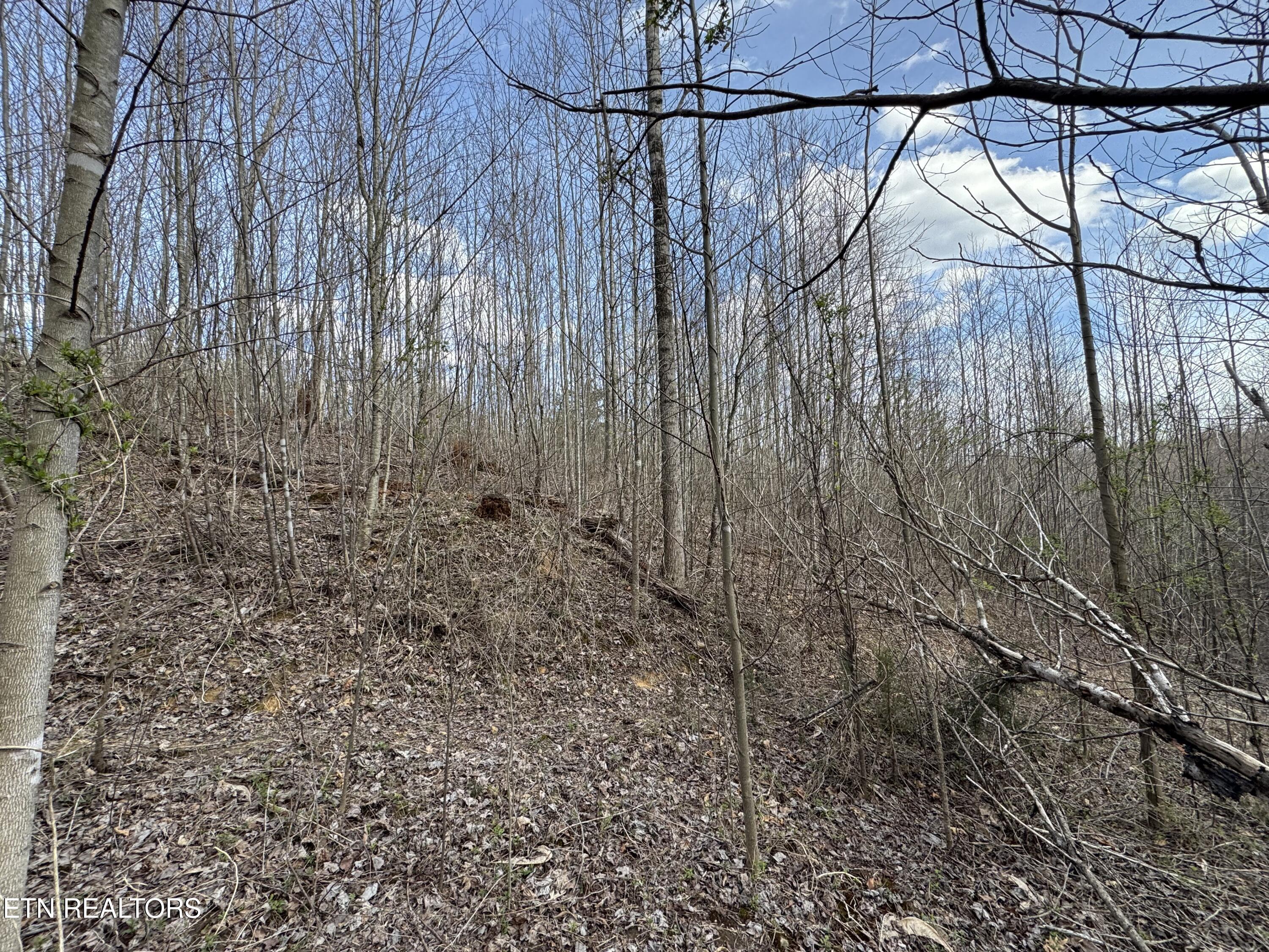 Grape Rough Road Oneida TN 37841