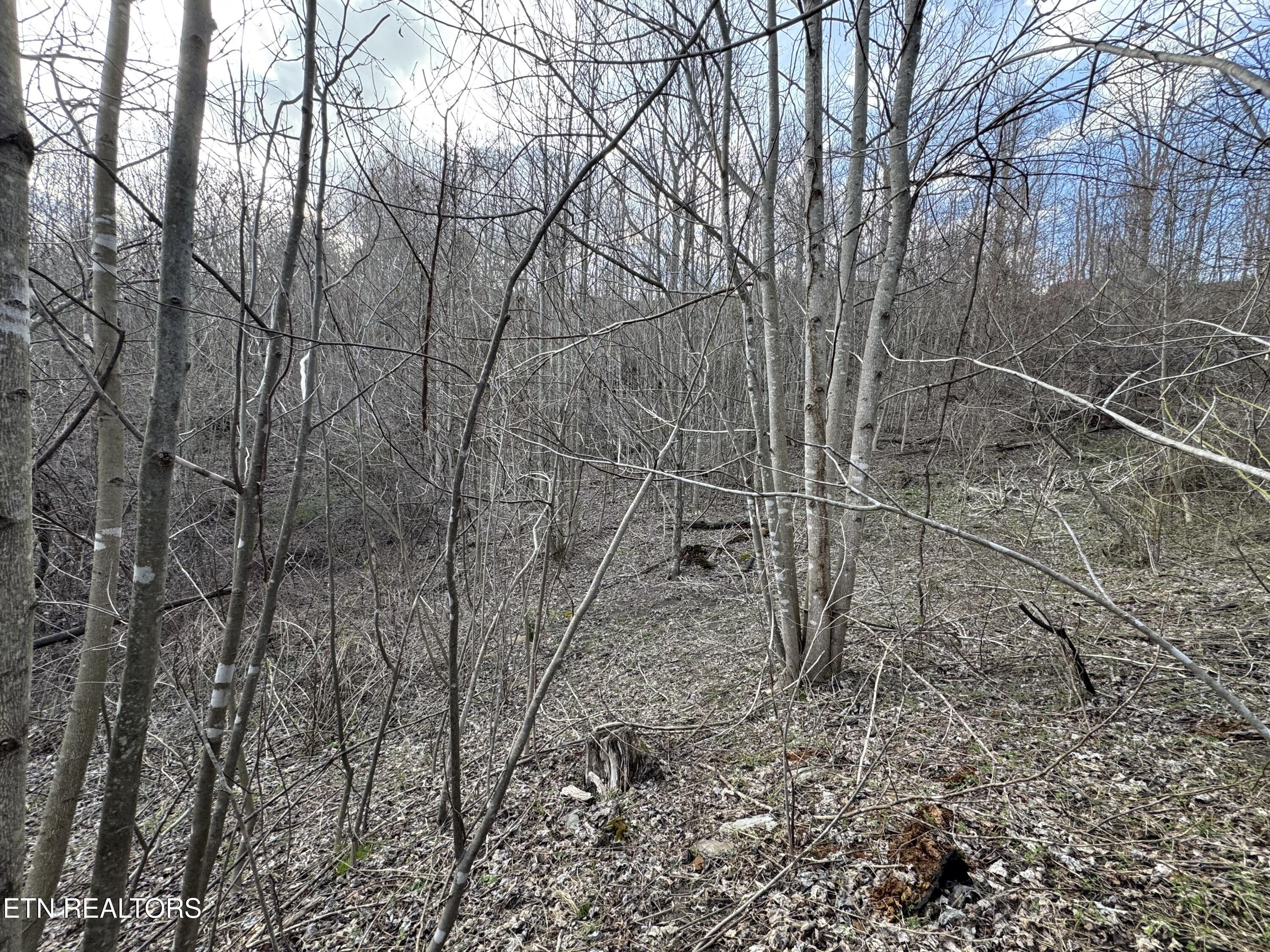 Grape Rough Road Oneida TN 37841