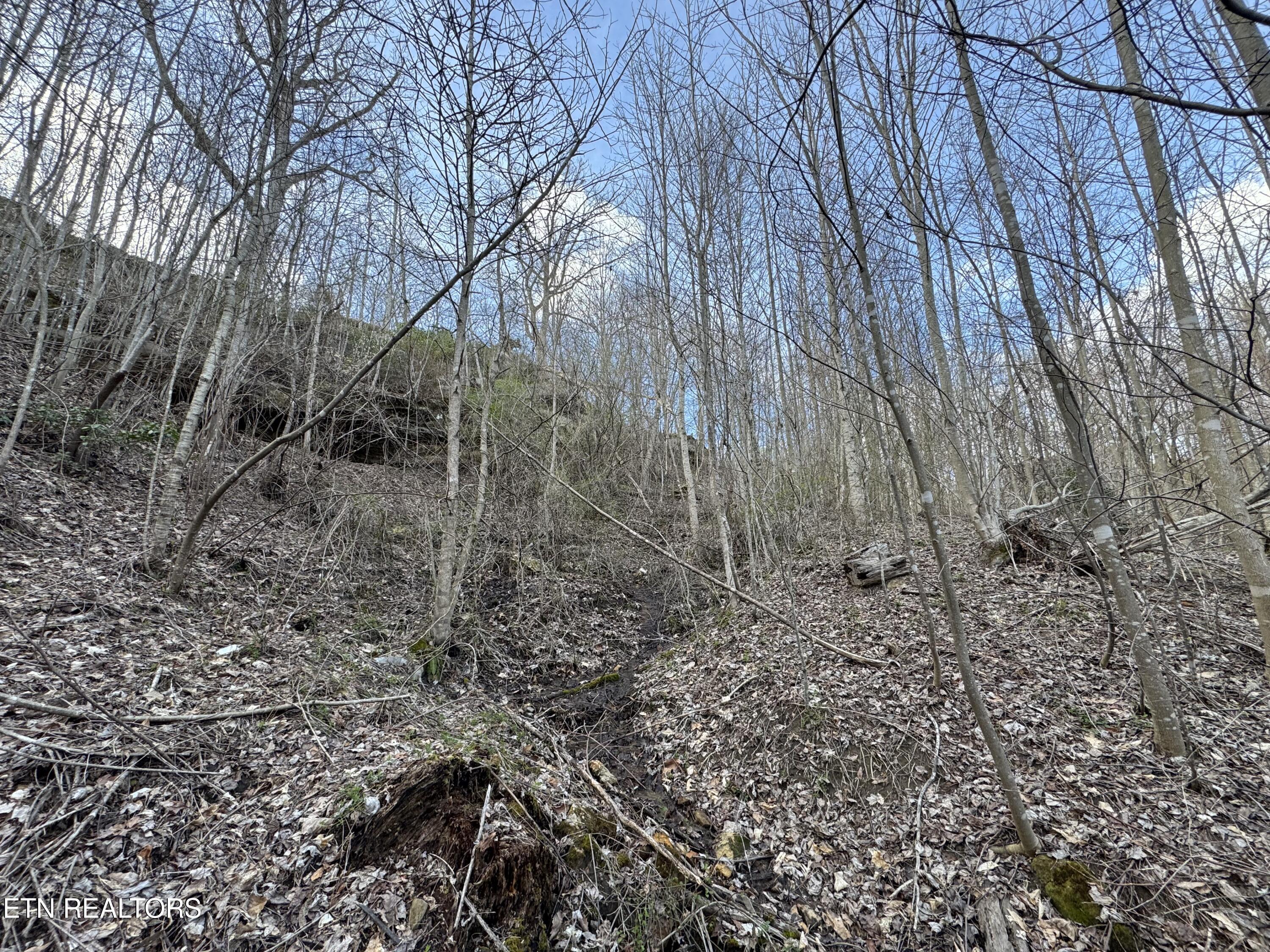 Grape Rough Road Oneida TN 37841