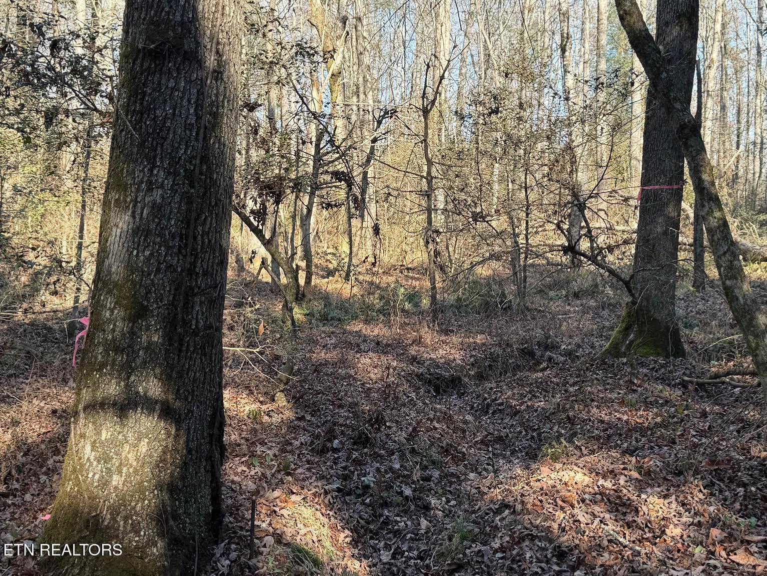 Mae Drive Jamestown TN 38556