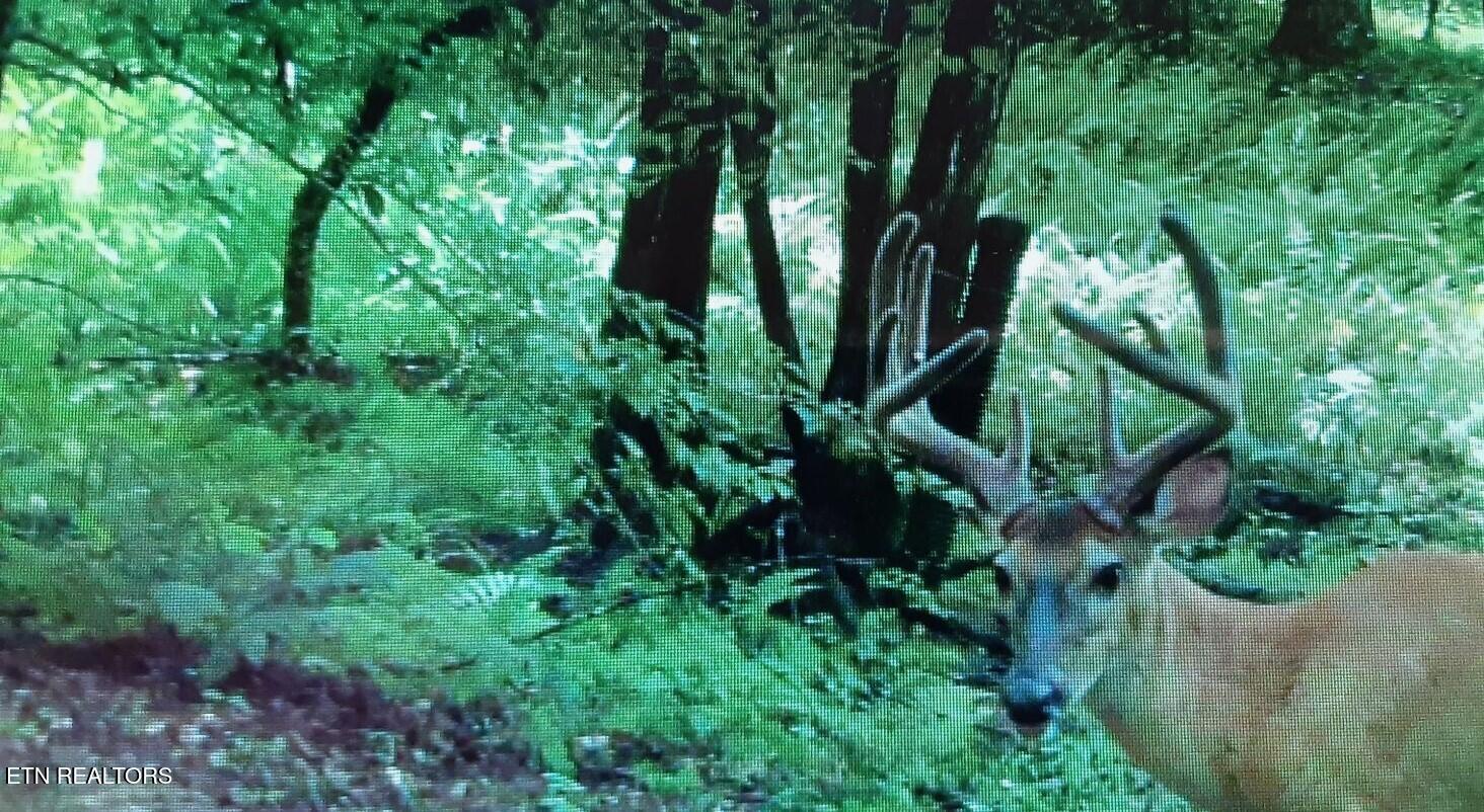 95.43 Acre Sheep Bluff Road Cookeville TN 38506