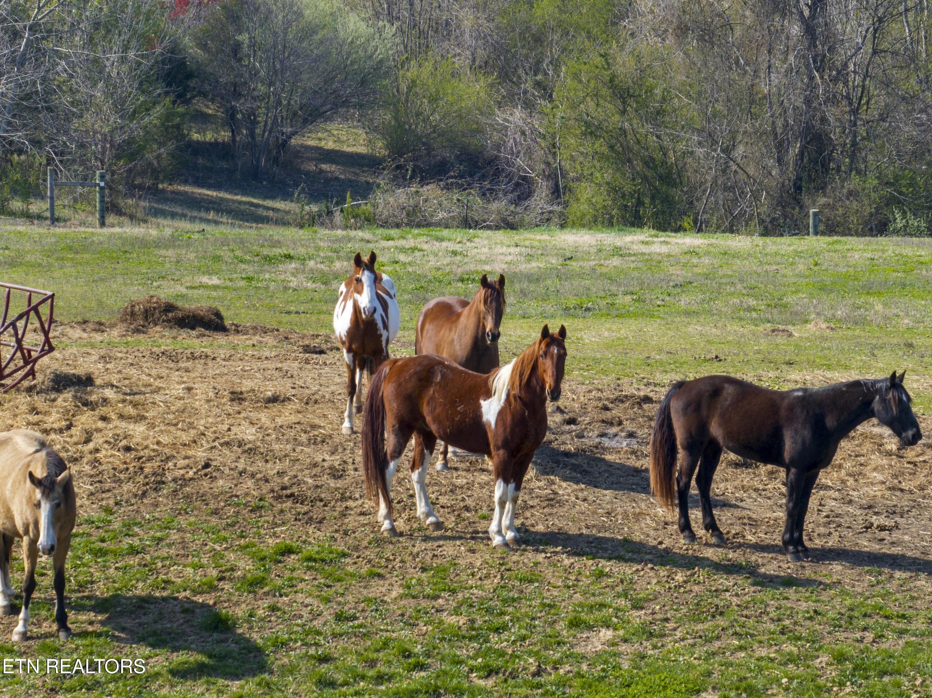 5816 Caldwell Road Loudon TN 37774