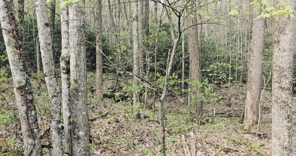 4046 Forest Trail Drive Sevierville TN 37876