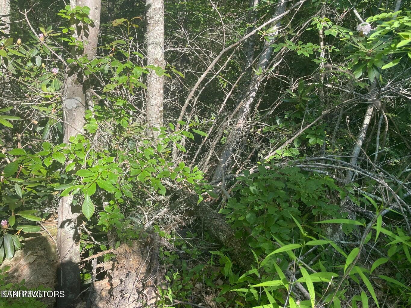 Lot 68 Sycamore Street Sevierville TN 37876