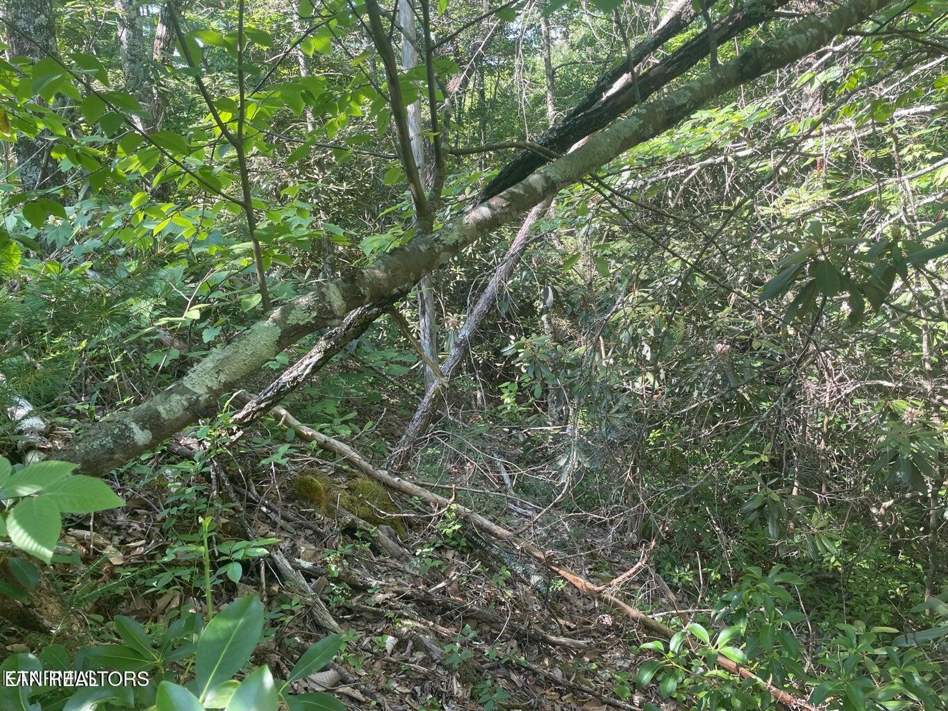 Lot 68 Sycamore Street Sevierville TN 37876