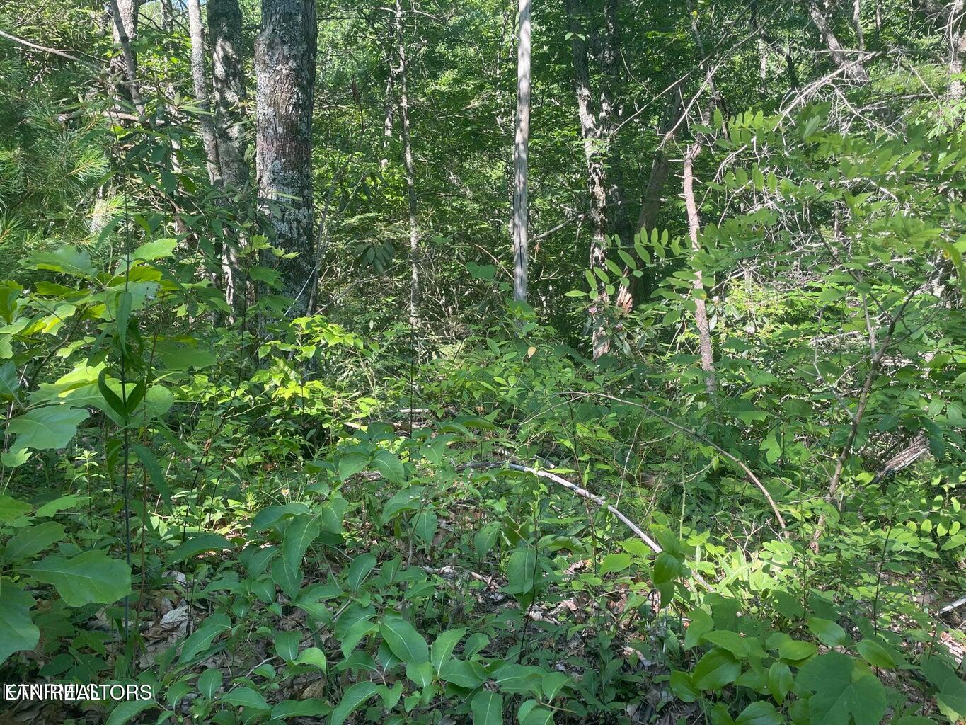Lot 68 Sycamore Street Sevierville TN 37876