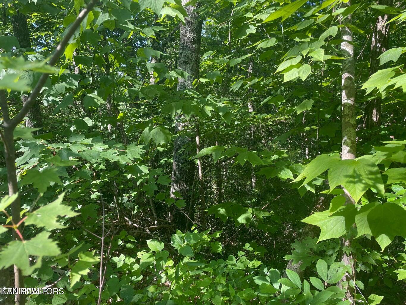 Lot 68 Sycamore Street Sevierville TN 37876