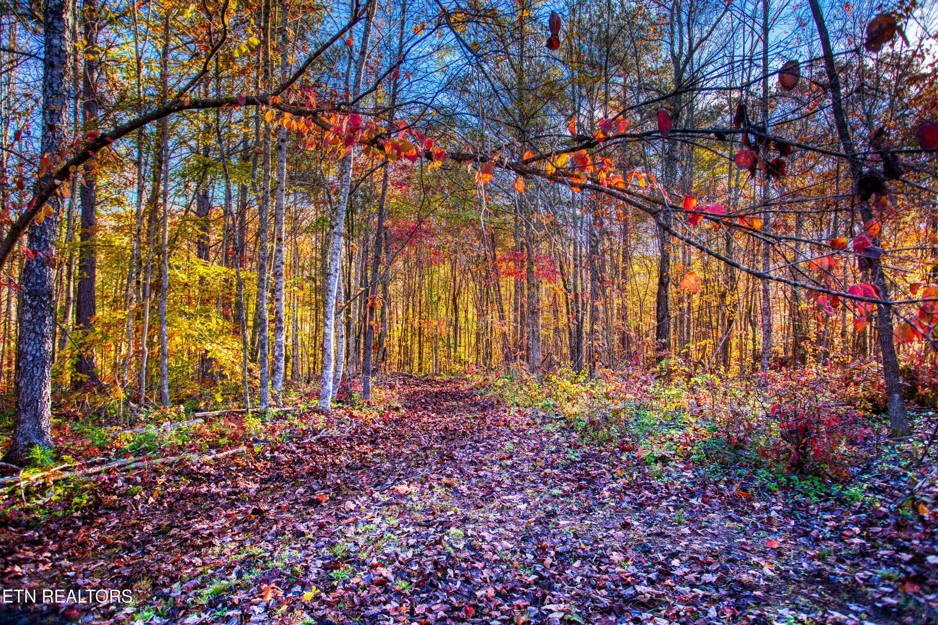 1192 Shellotte Loop Pall Mall TN 38577