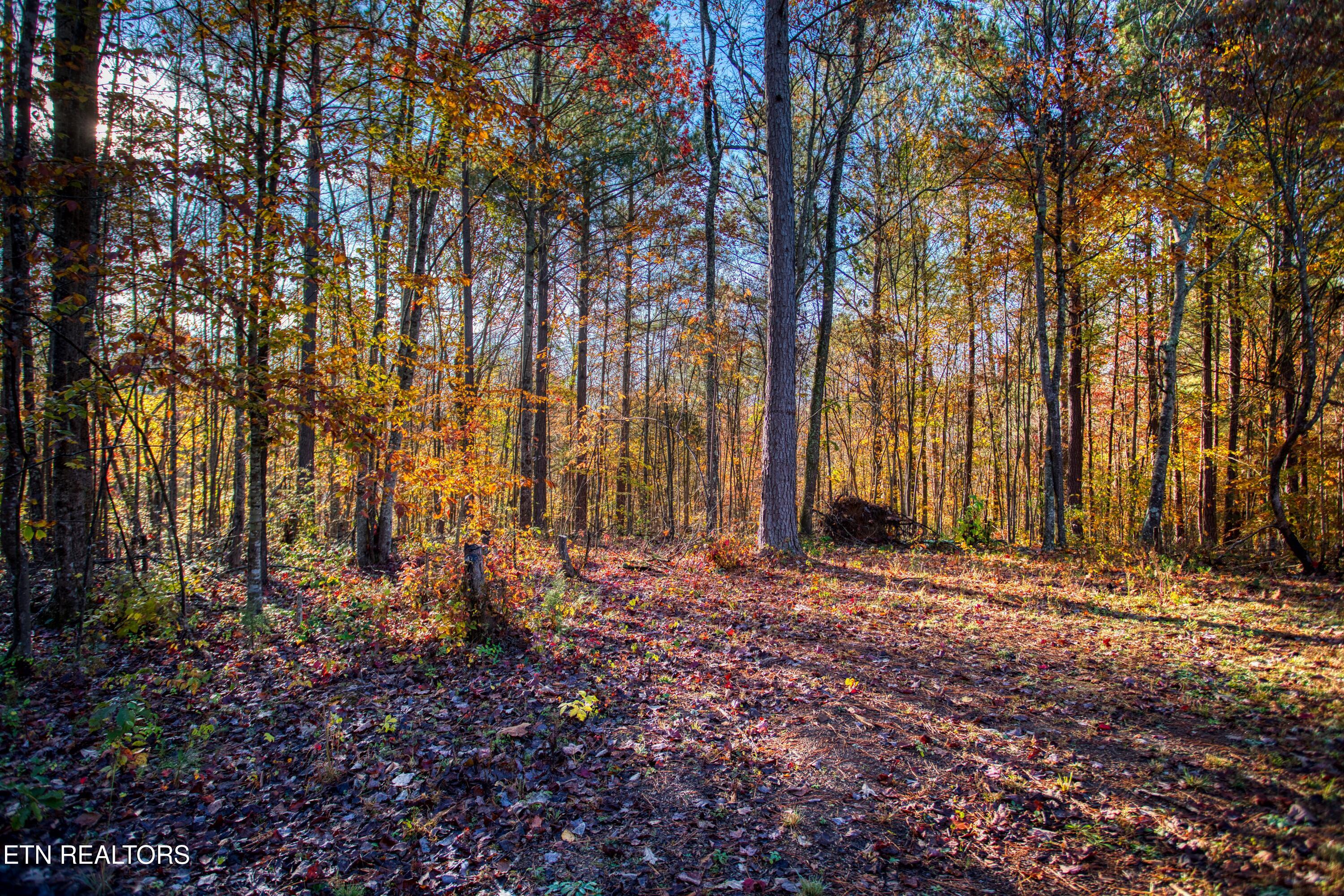 1192 Shellotte Loop Pall Mall TN 38577