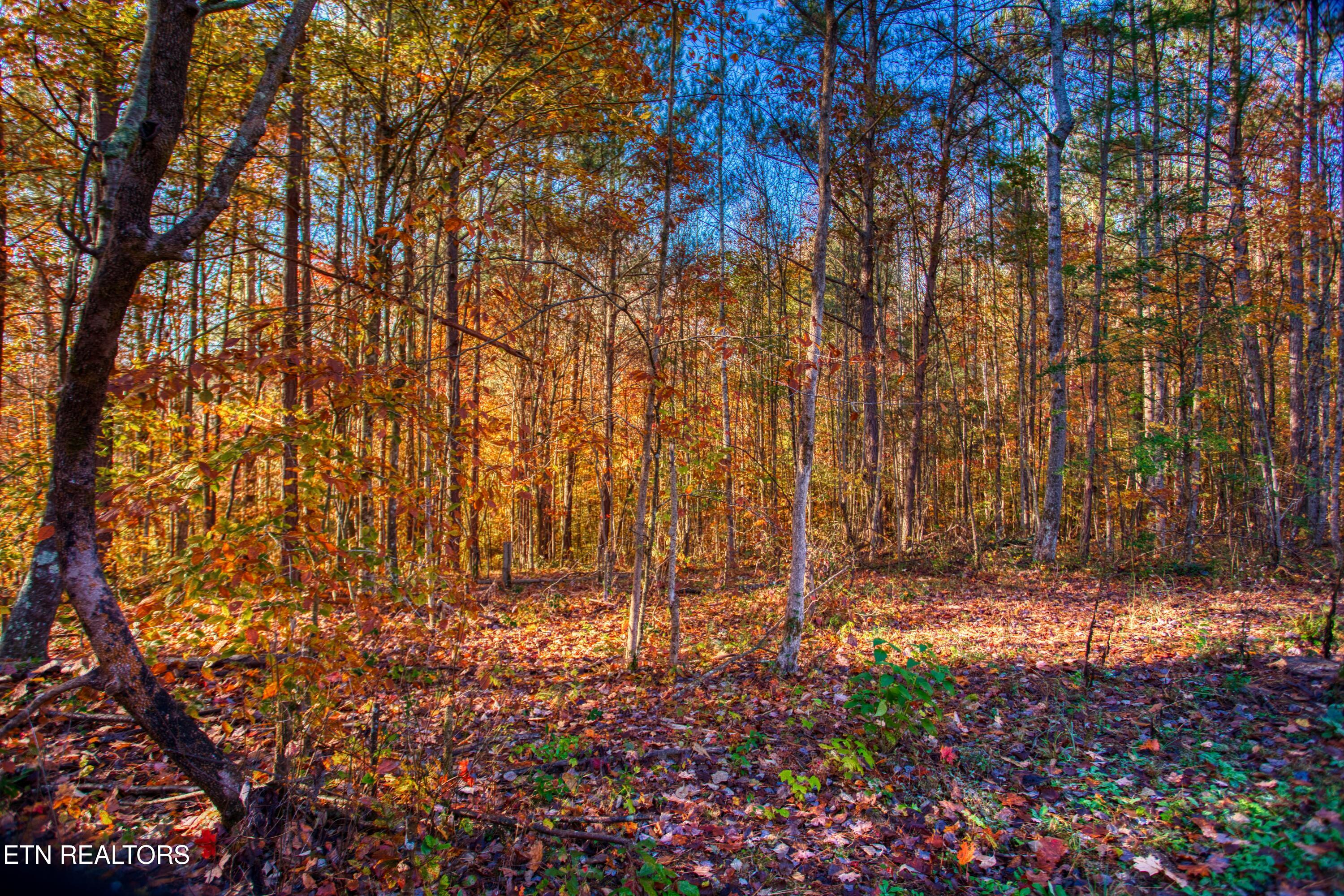 1192 Shellotte Loop Pall Mall TN 38577