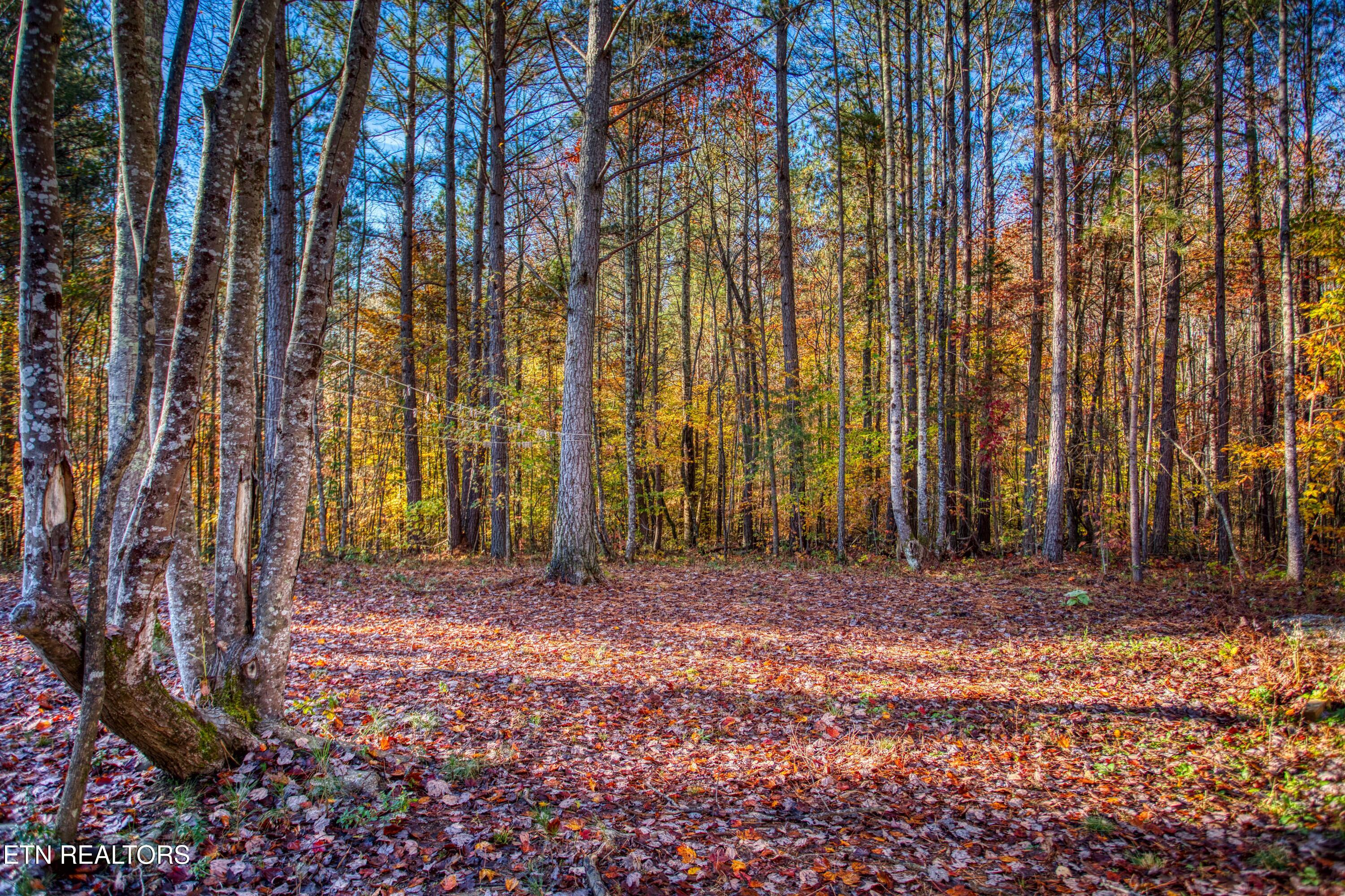 1192 Shellotte Loop Pall Mall TN 38577
