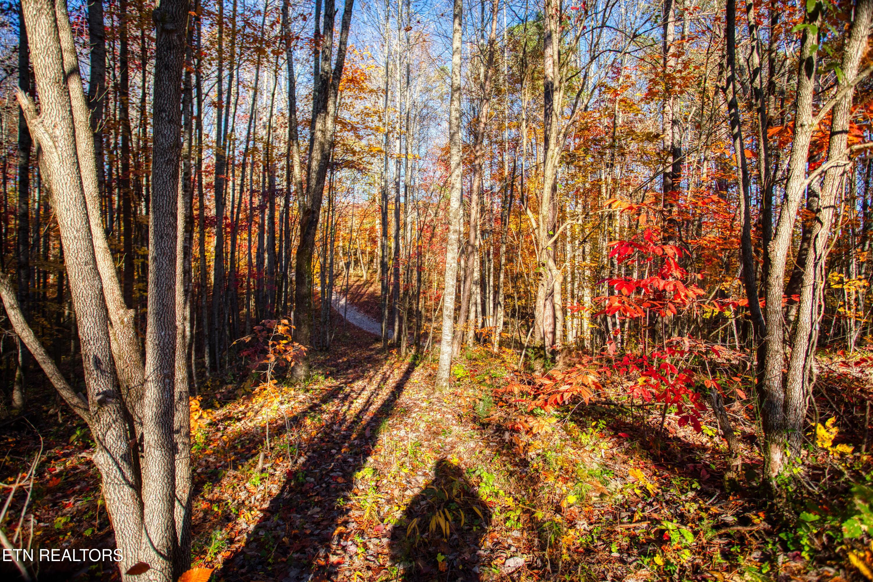1192 Shellotte Loop Pall Mall TN 38577