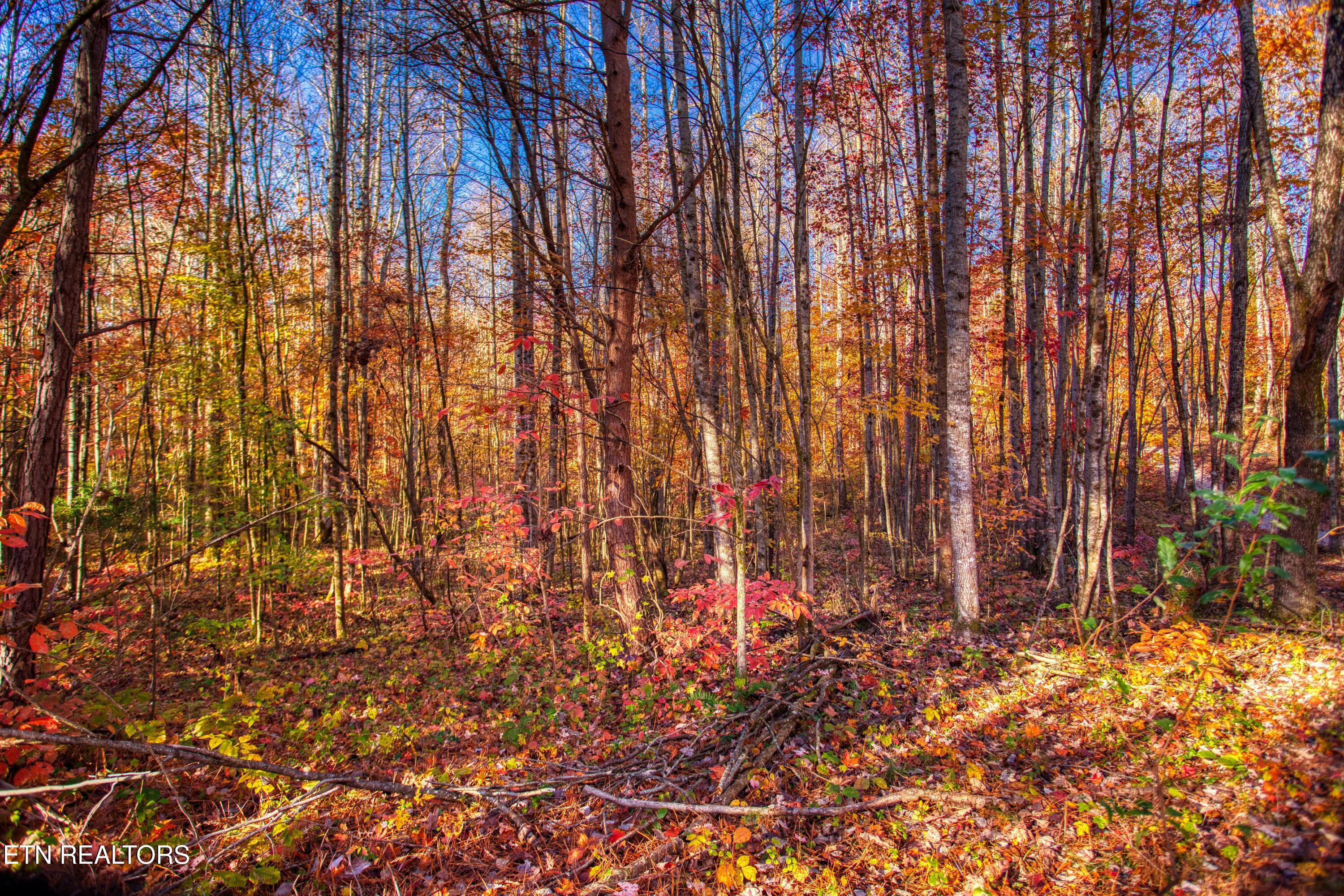 1192 Shellotte Loop Pall Mall TN 38577