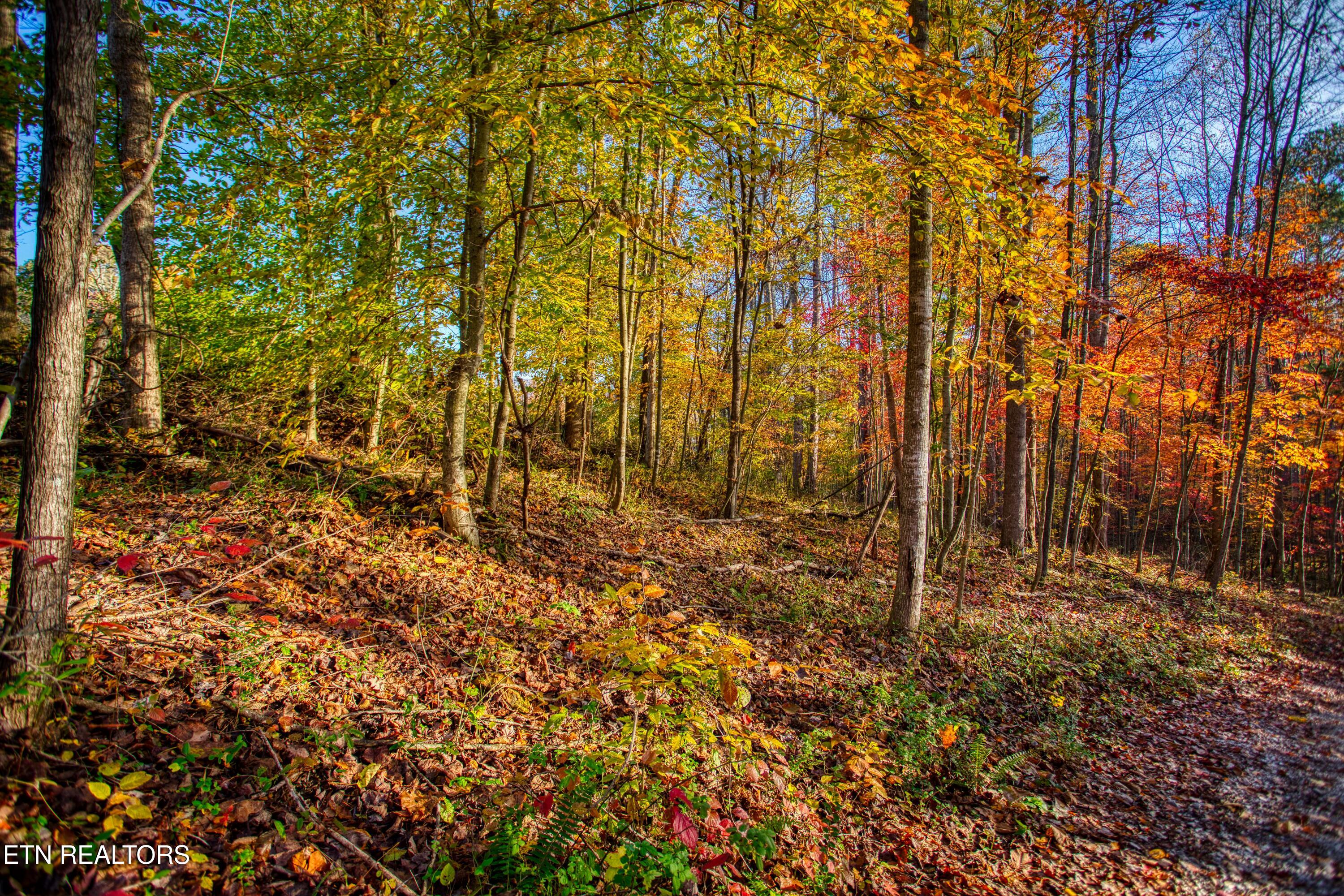 1192 Shellotte Loop Pall Mall TN 38577