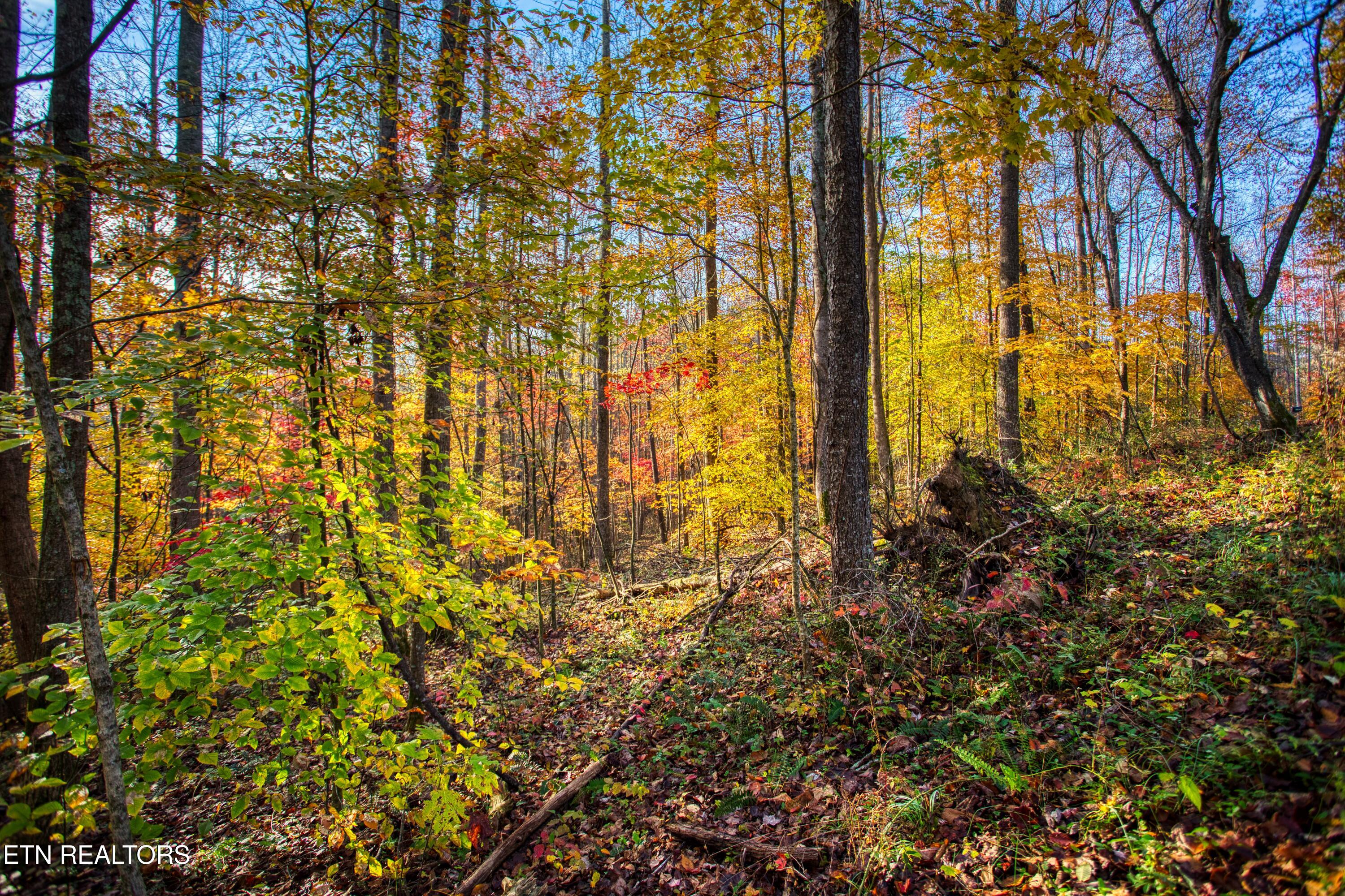 1192 Shellotte Loop Pall Mall TN 38577
