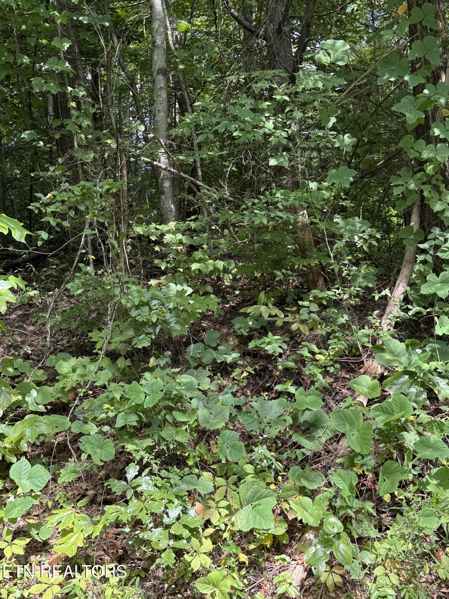 Progress Hill Pigeon Forge TN 37863