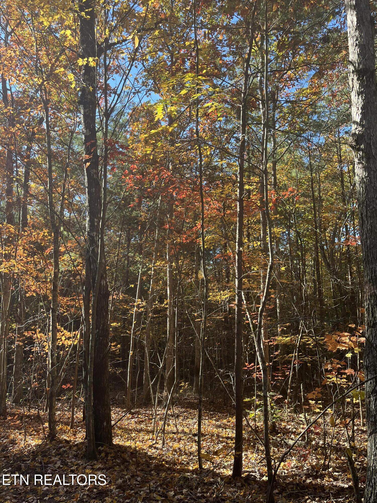 103 Cherokee Path Tellico Plains TN 37385