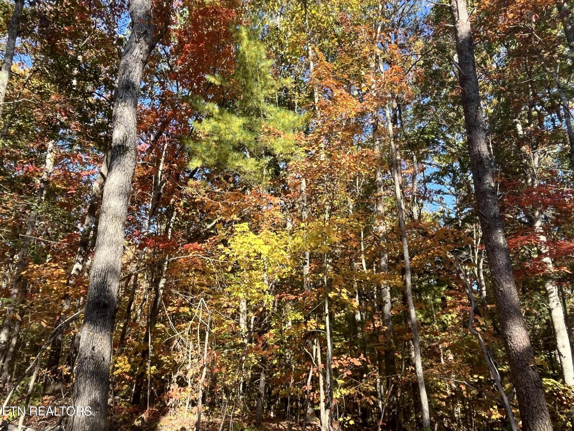 103 Cherokee Path Tellico Plains TN 37385
