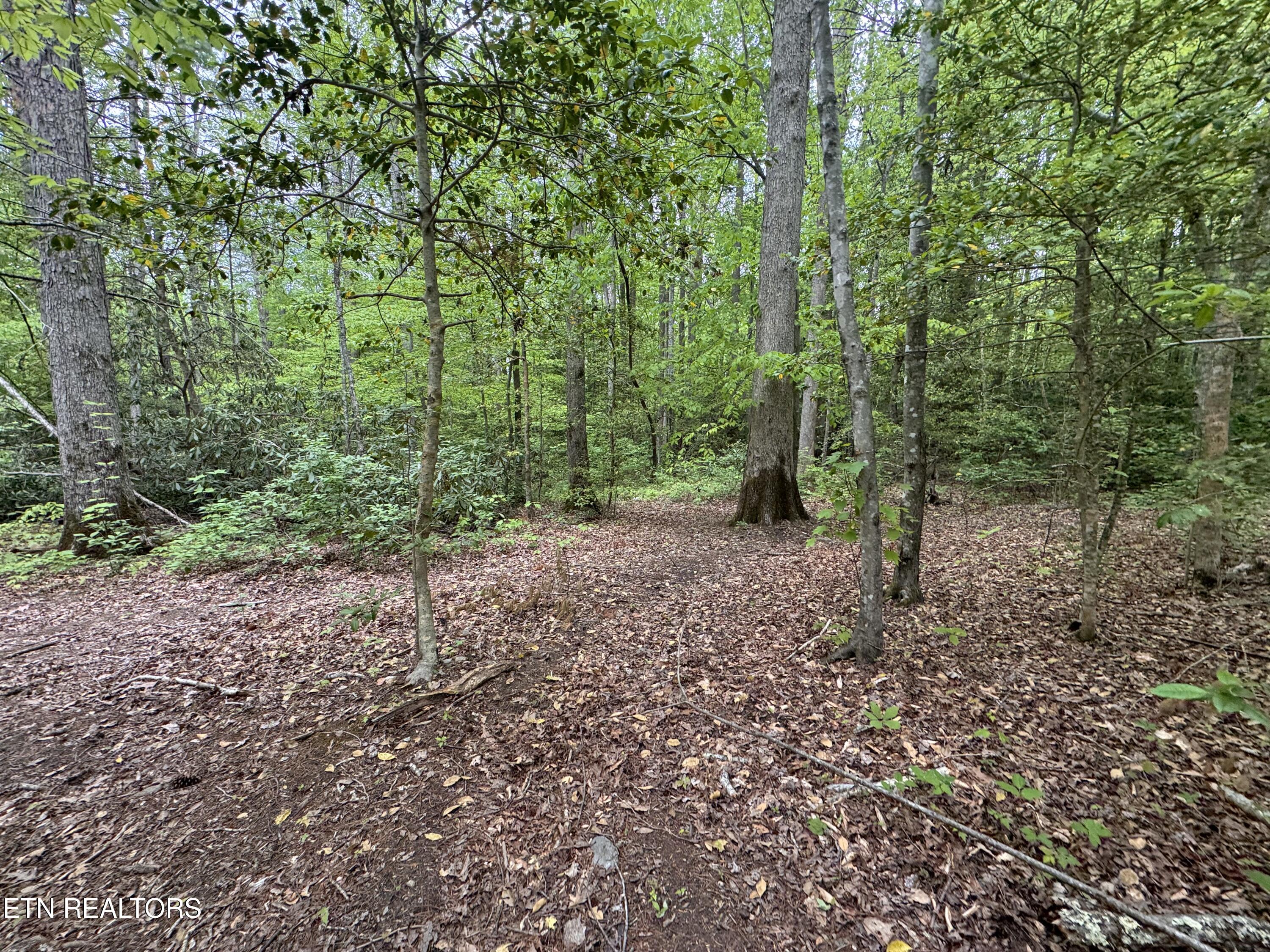 Flat Road Cosby TN 37722