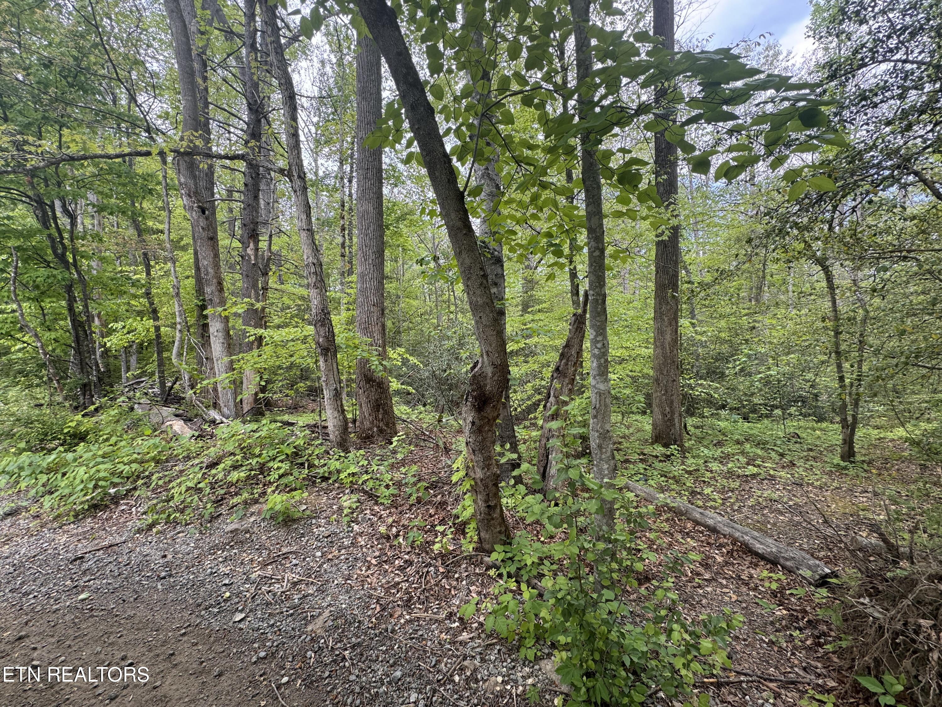 Flat Road Cosby TN 37722