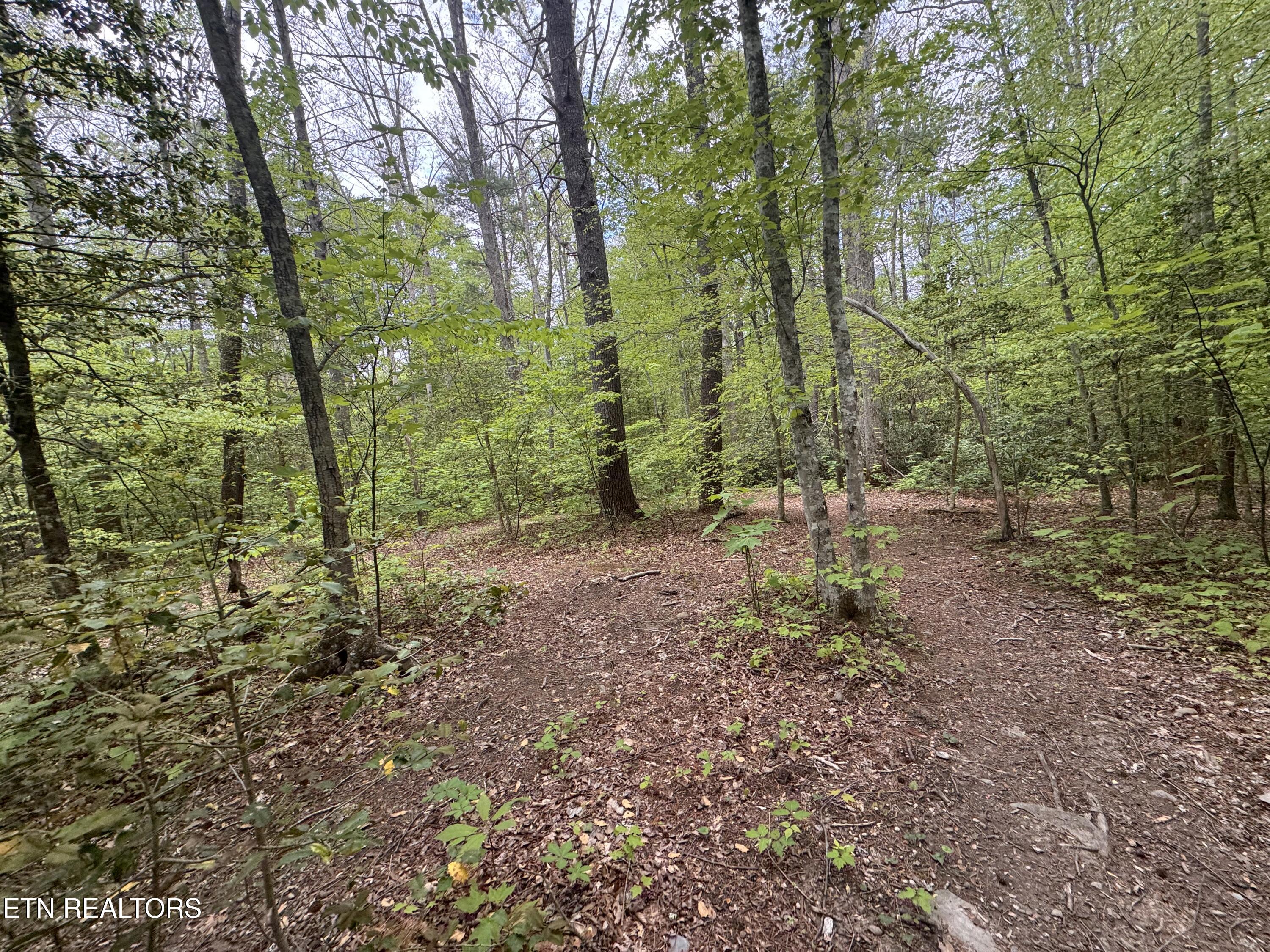 Flat Road Cosby TN 37722