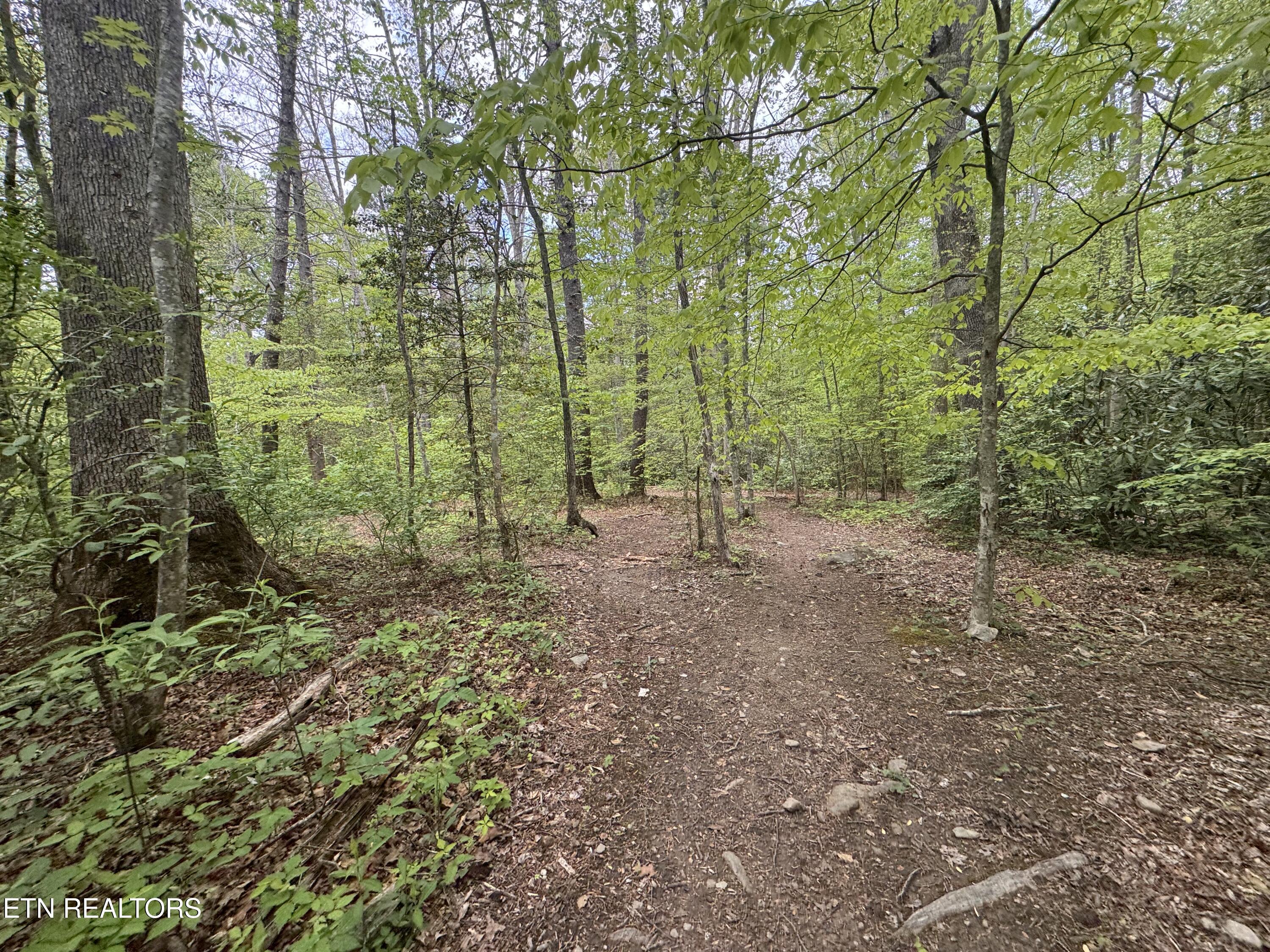 Flat Road Cosby TN 37722