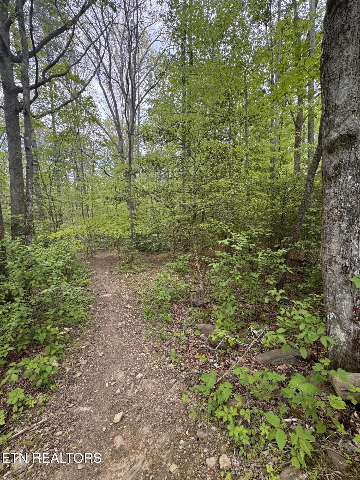 Flat Road Cosby TN 37722