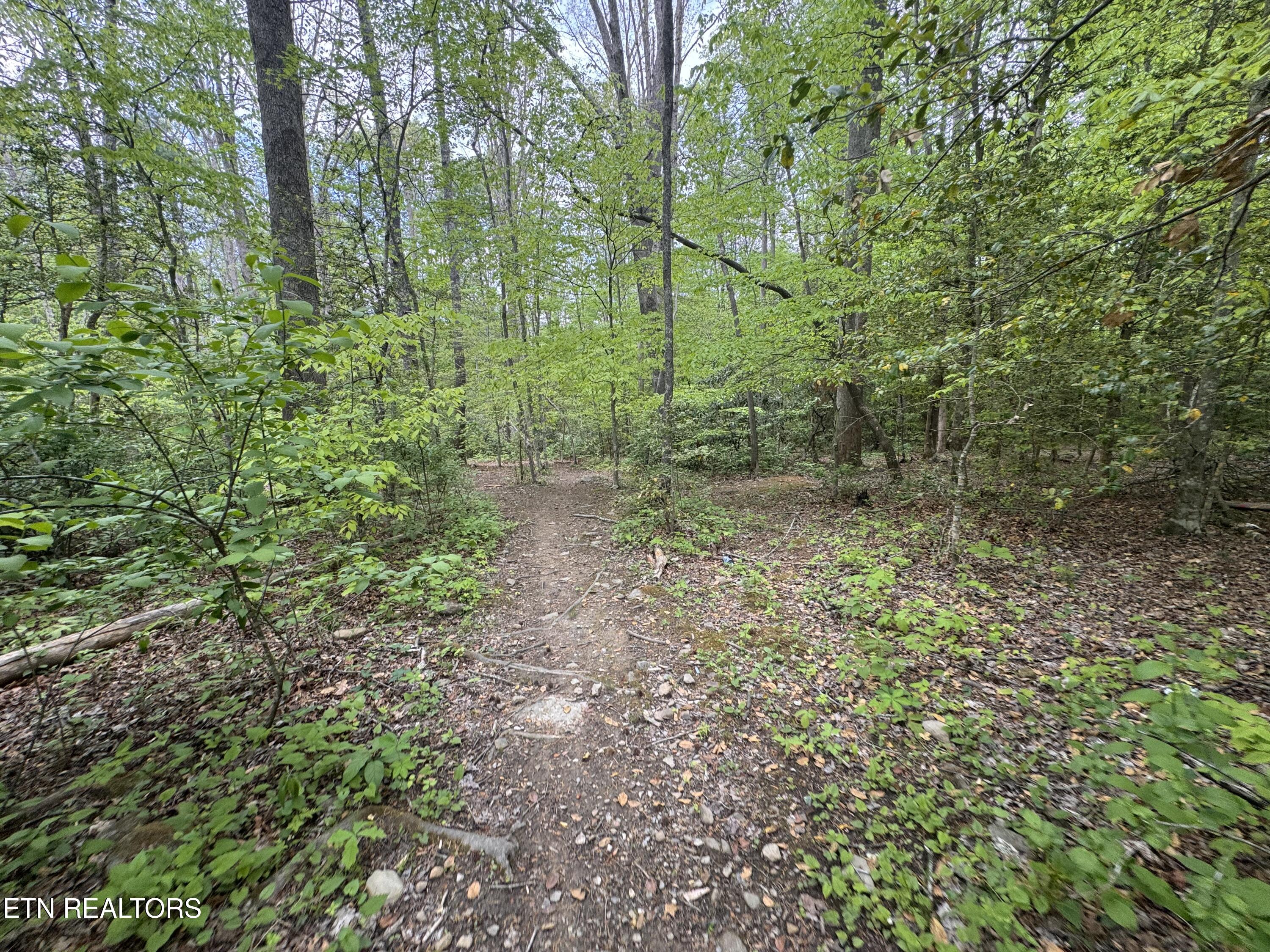Flat Road Cosby TN 37722