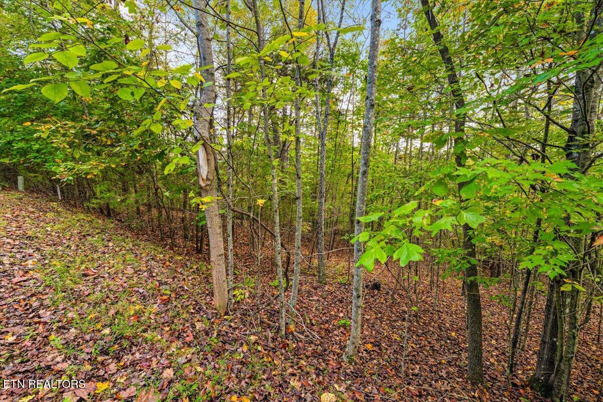 Lot 64 Stoney Rock Lane Jacksboro TN 37757