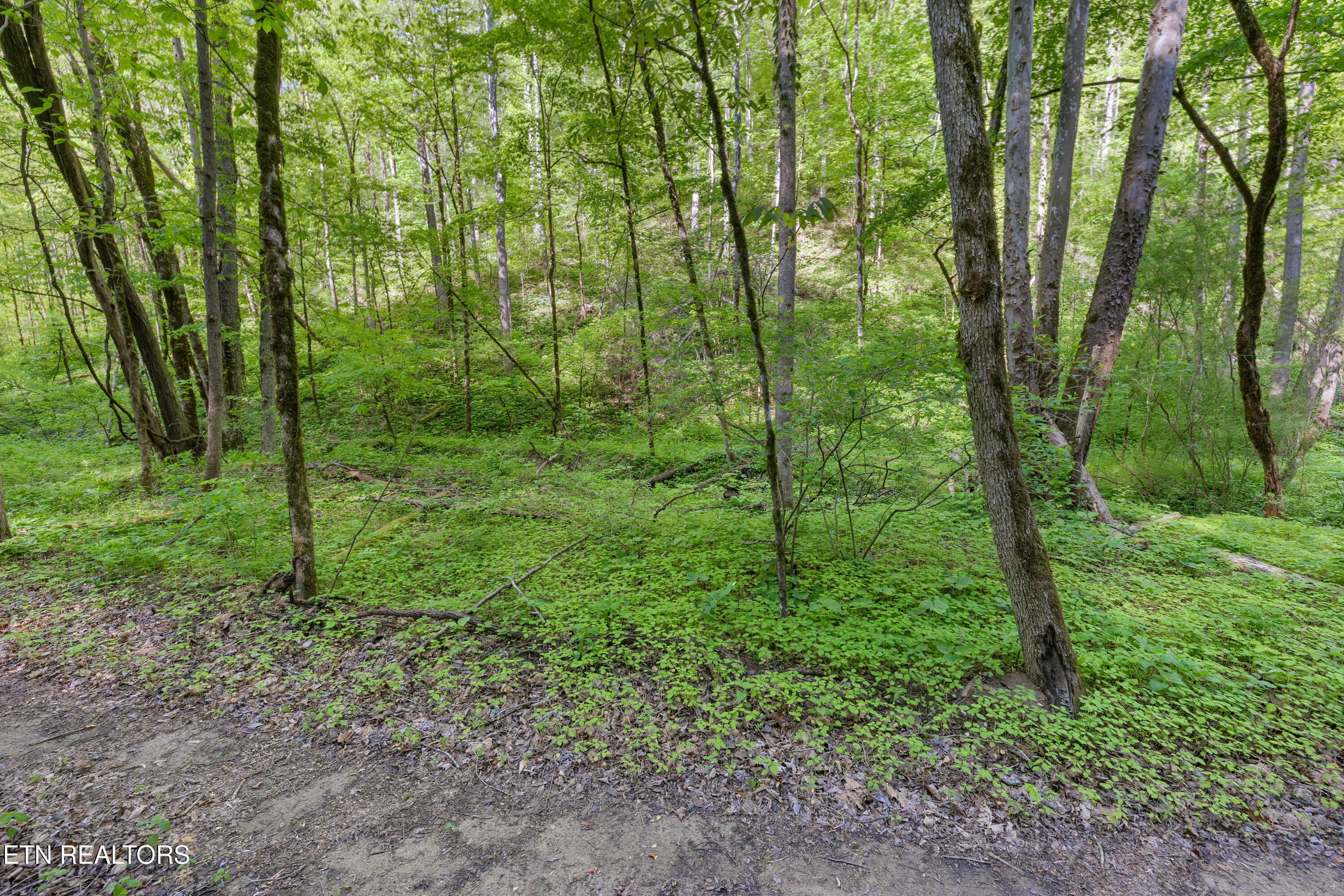 Bunch Hollow Road New Tazewell TN 37825