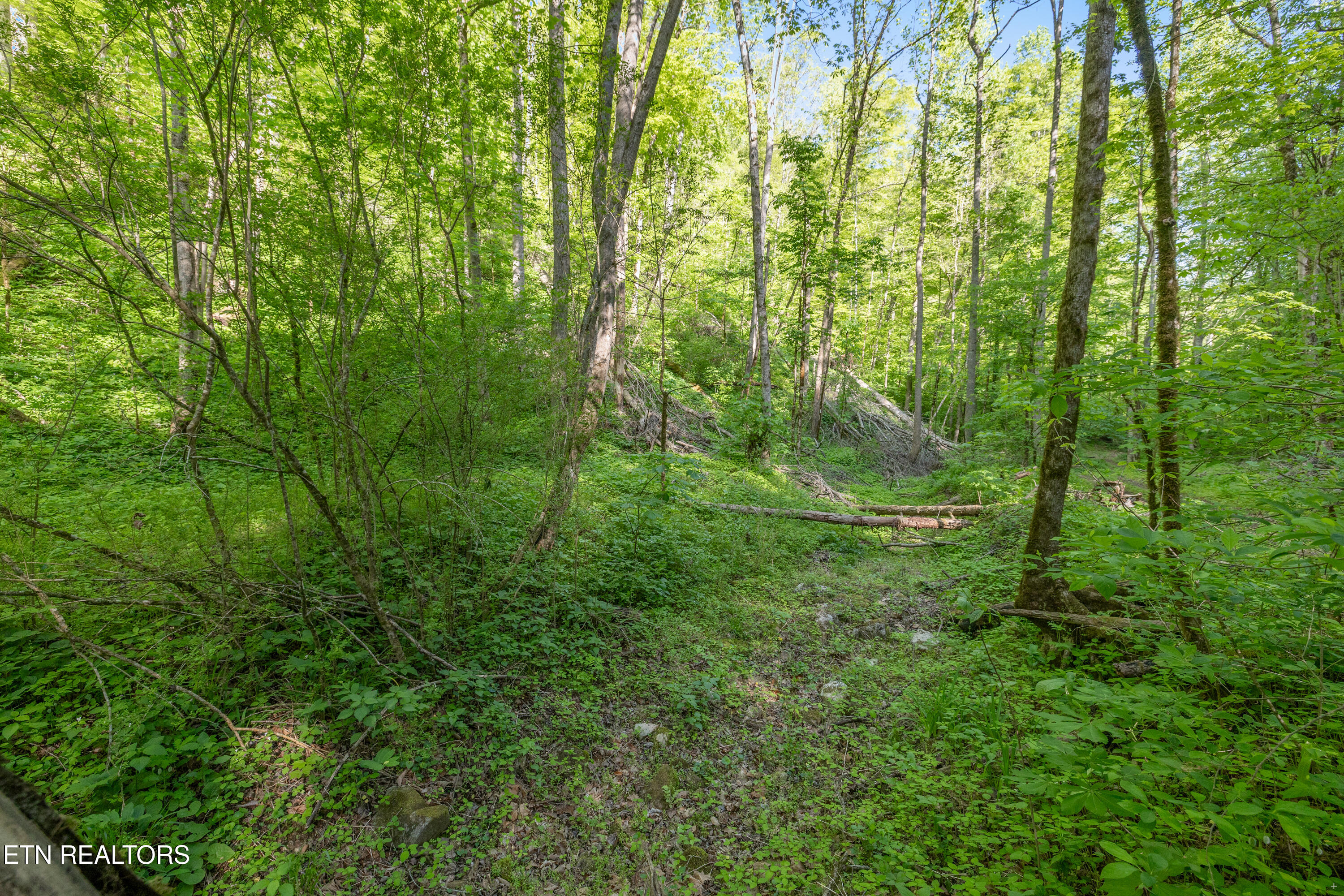 Bunch Hollow Road New Tazewell TN 37825