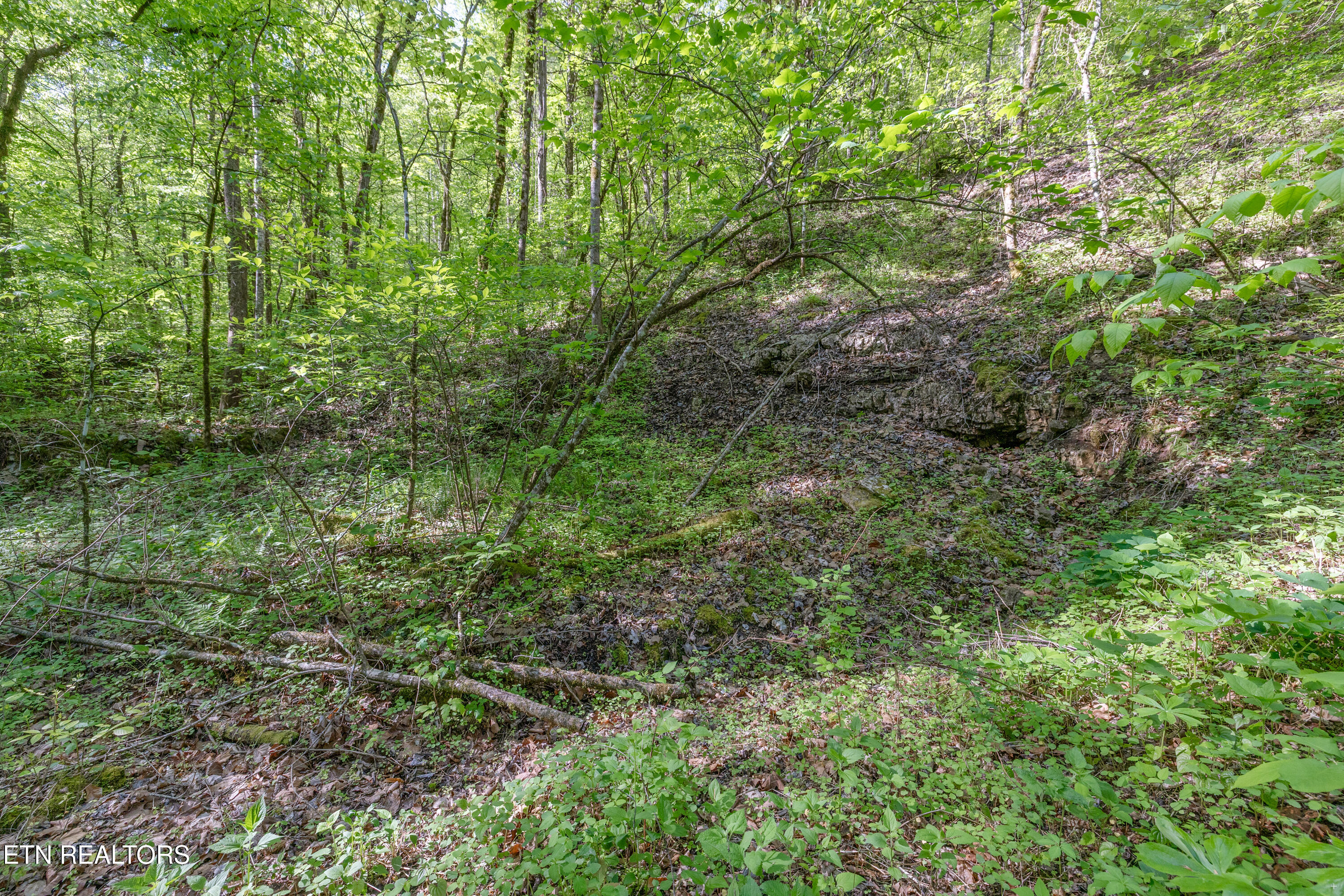 Bunch Hollow Road New Tazewell TN 37825