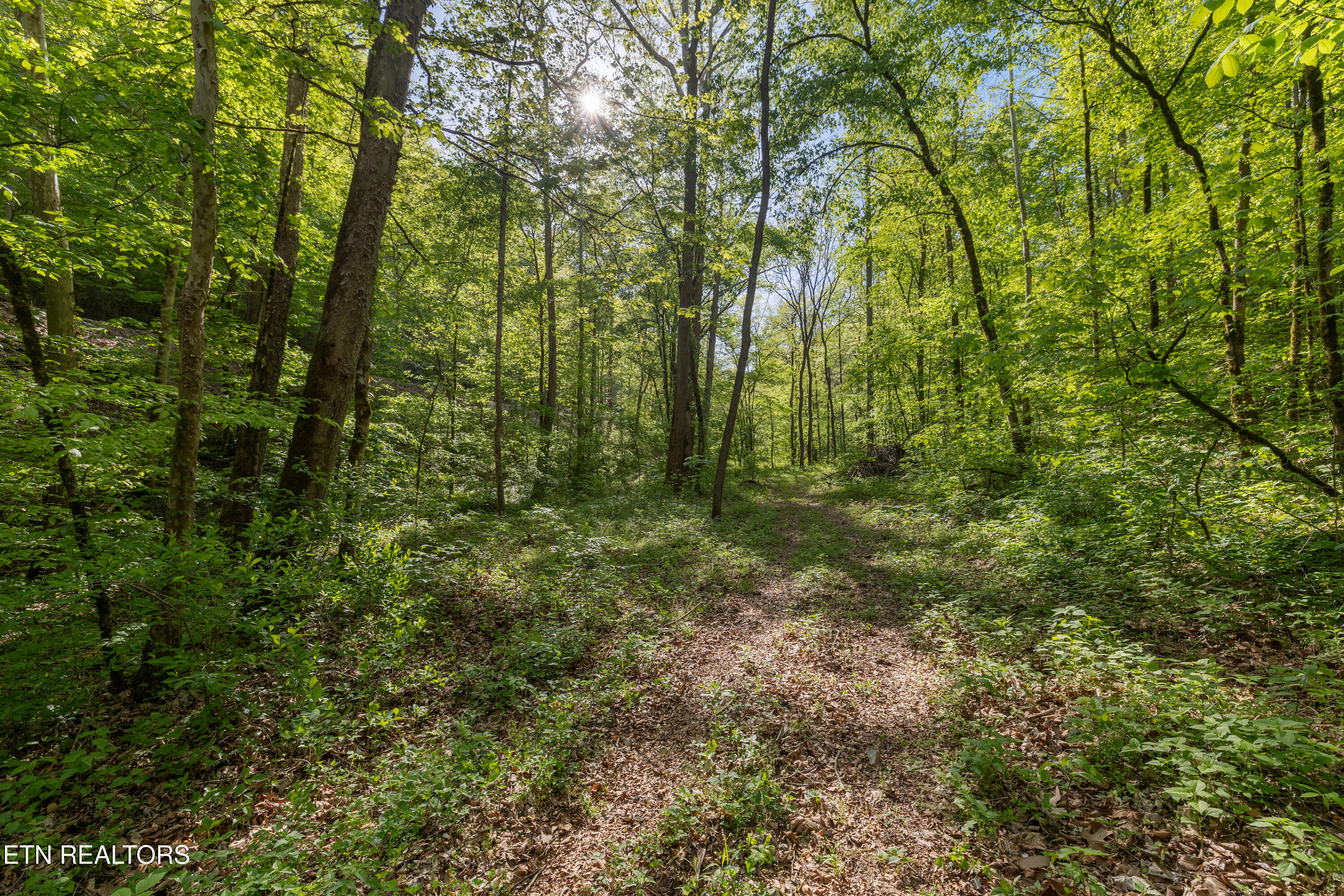Bunch Hollow Road New Tazewell TN 37825