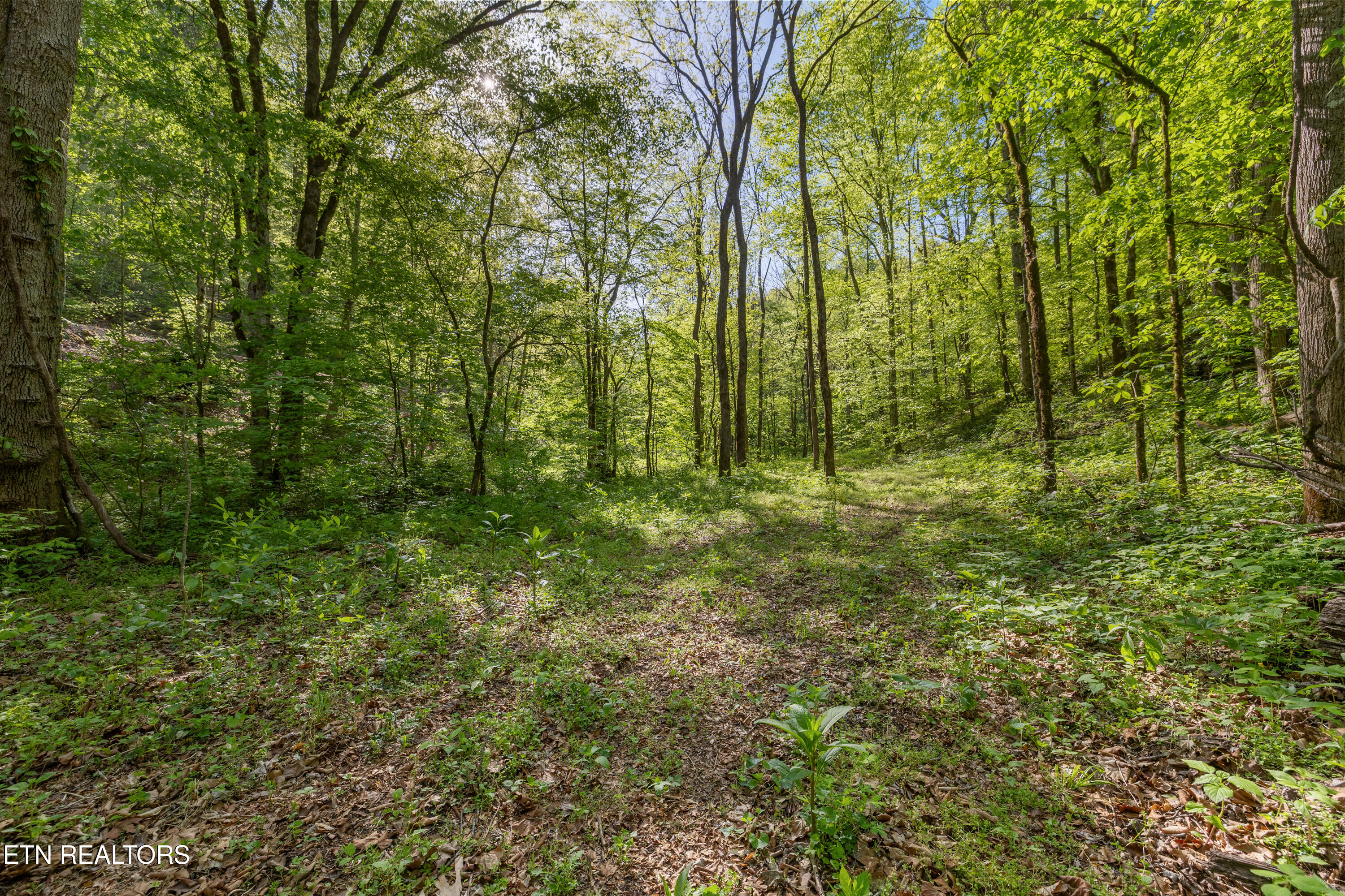 Bunch Hollow Road New Tazewell TN 37825