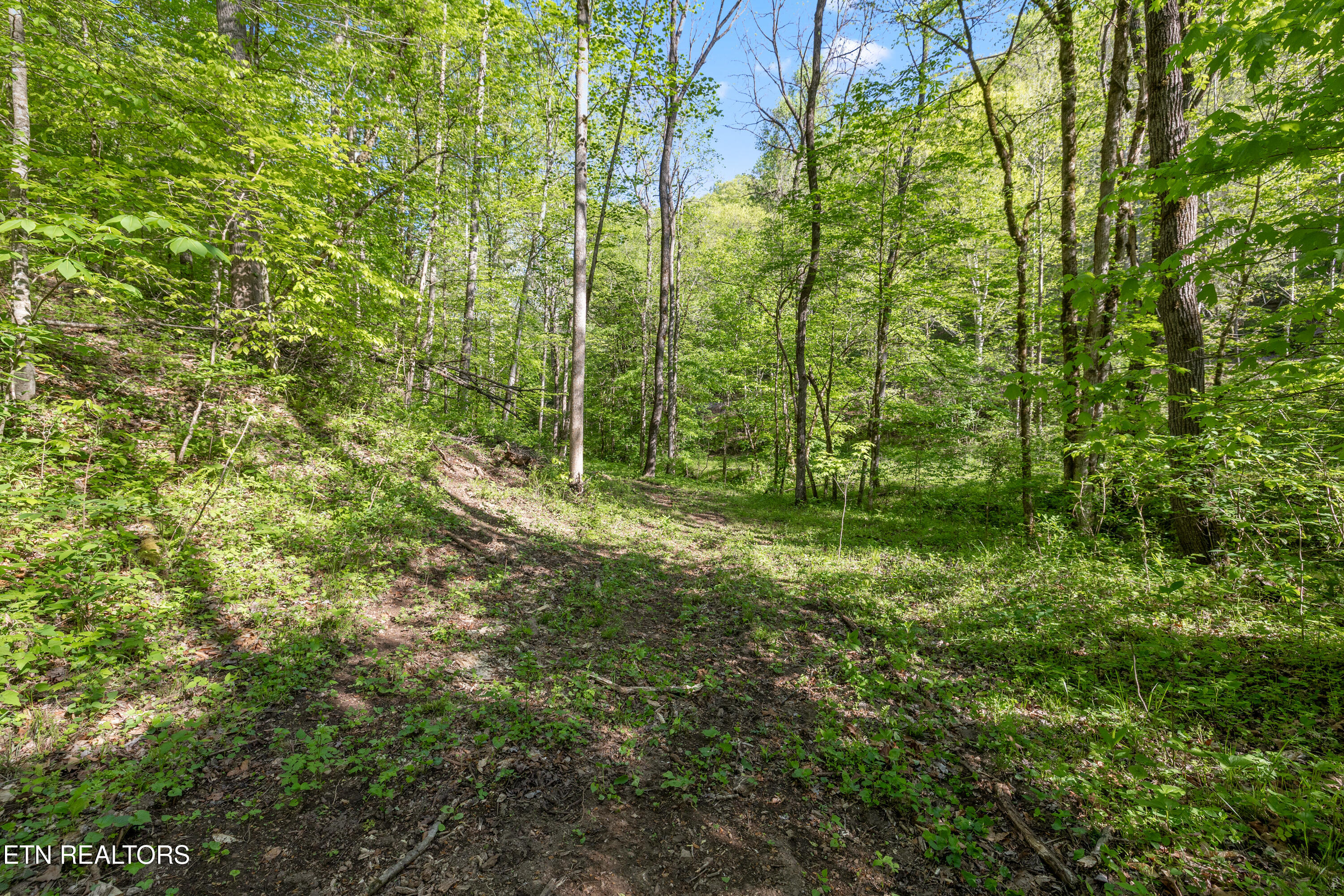 Bunch Hollow Road New Tazewell TN 37825