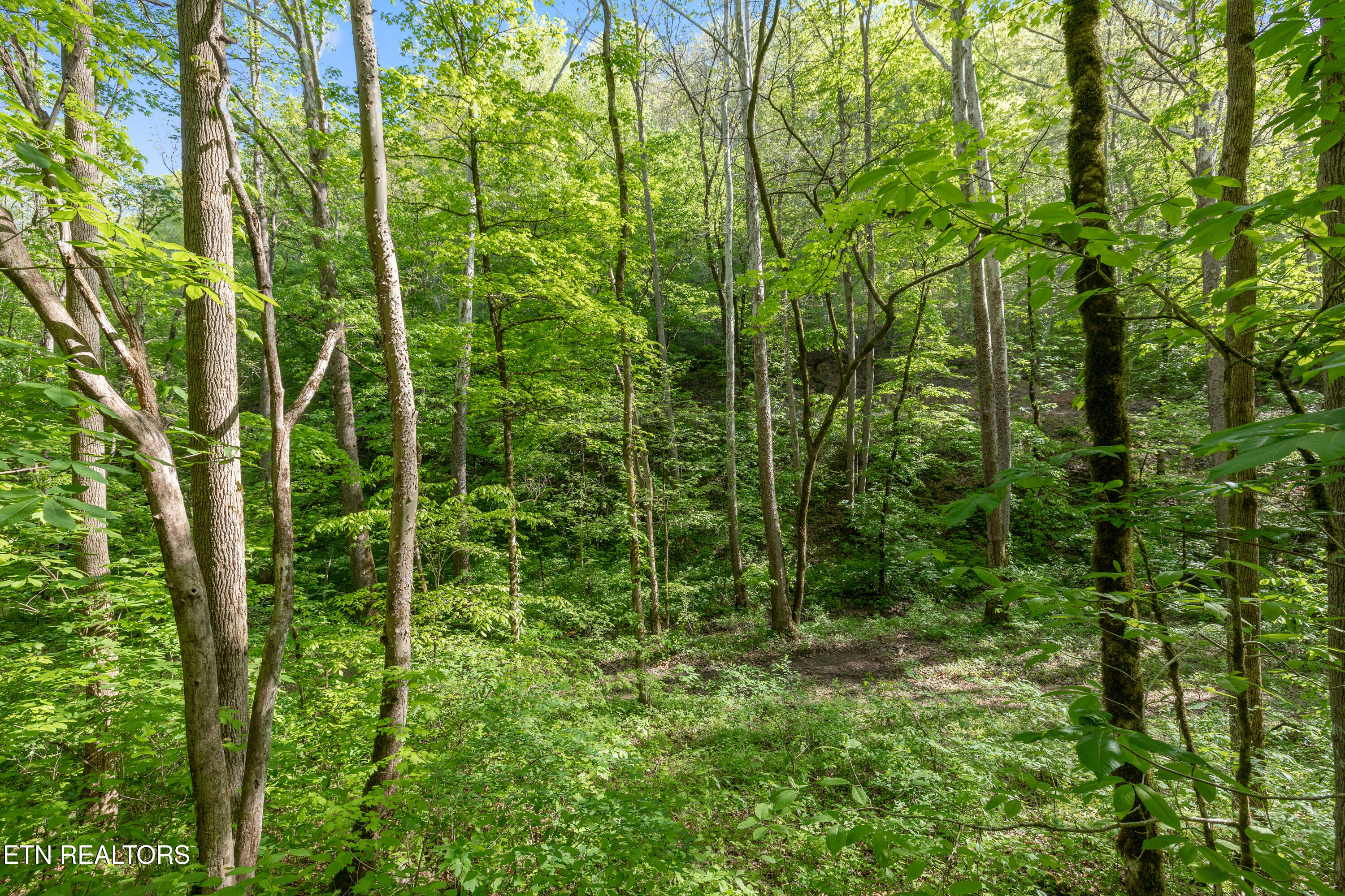 Bunch Hollow Road New Tazewell TN 37825