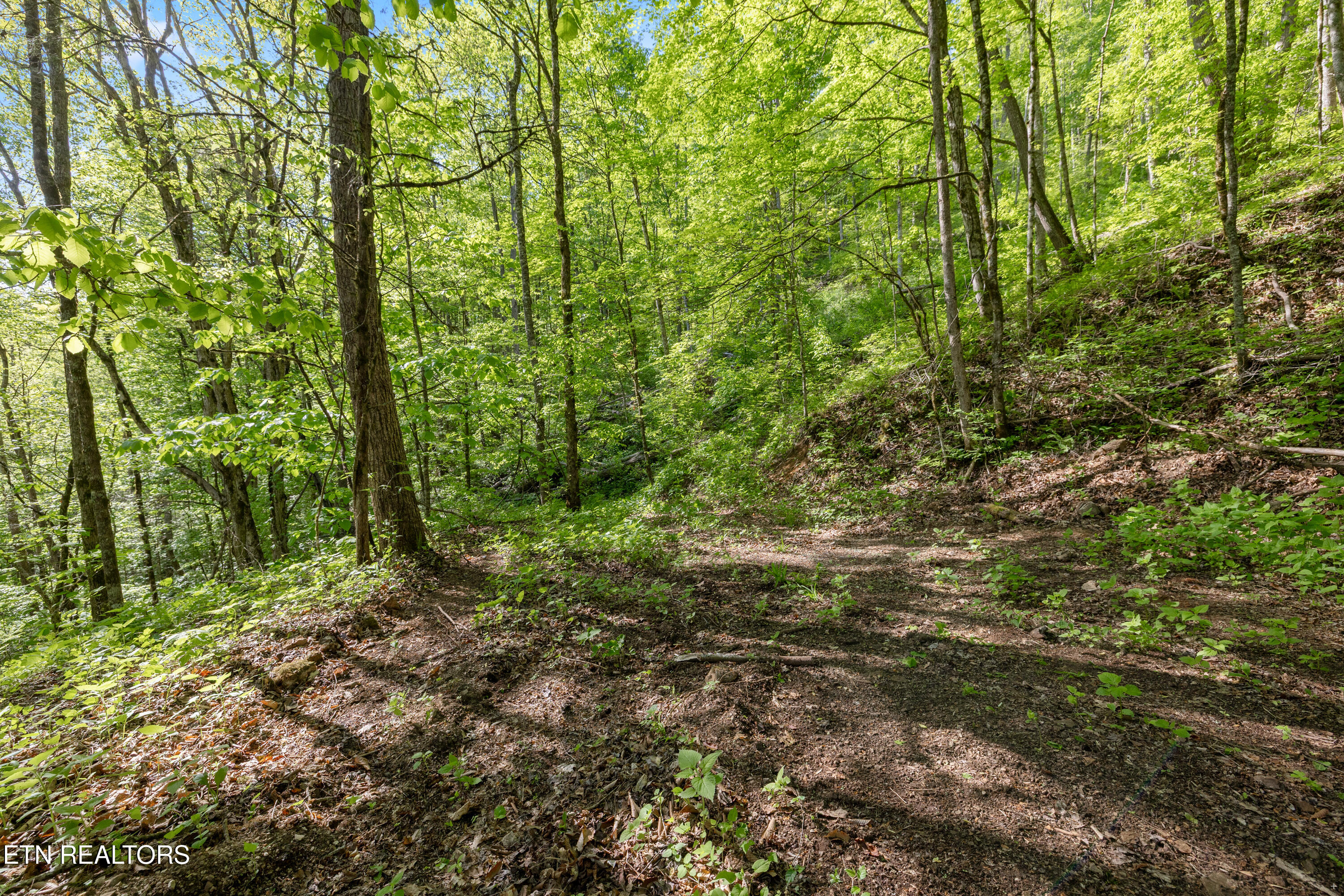 Bunch Hollow Road New Tazewell TN 37825