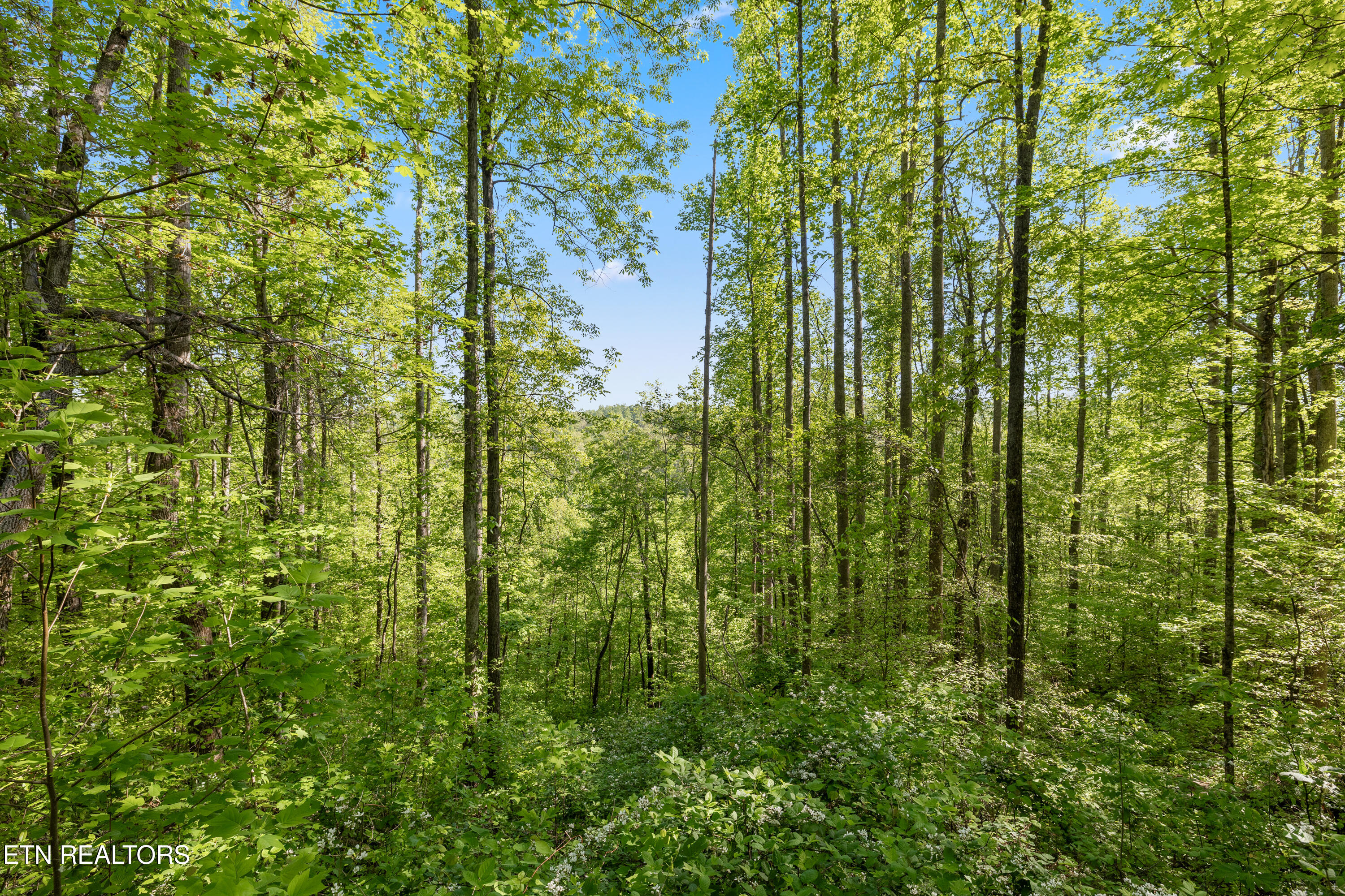 Bunch Hollow Road New Tazewell TN 37825