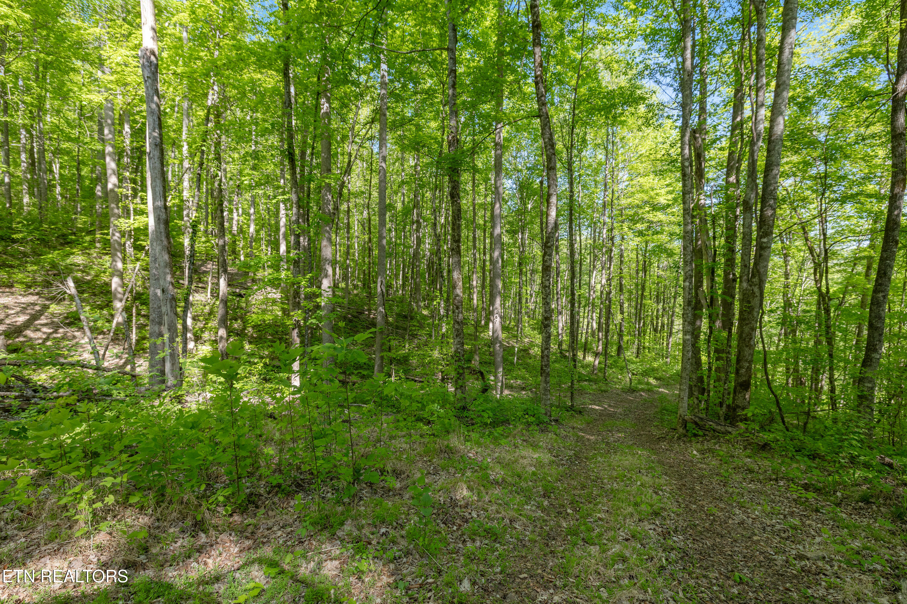 Bunch Hollow Road New Tazewell TN 37825