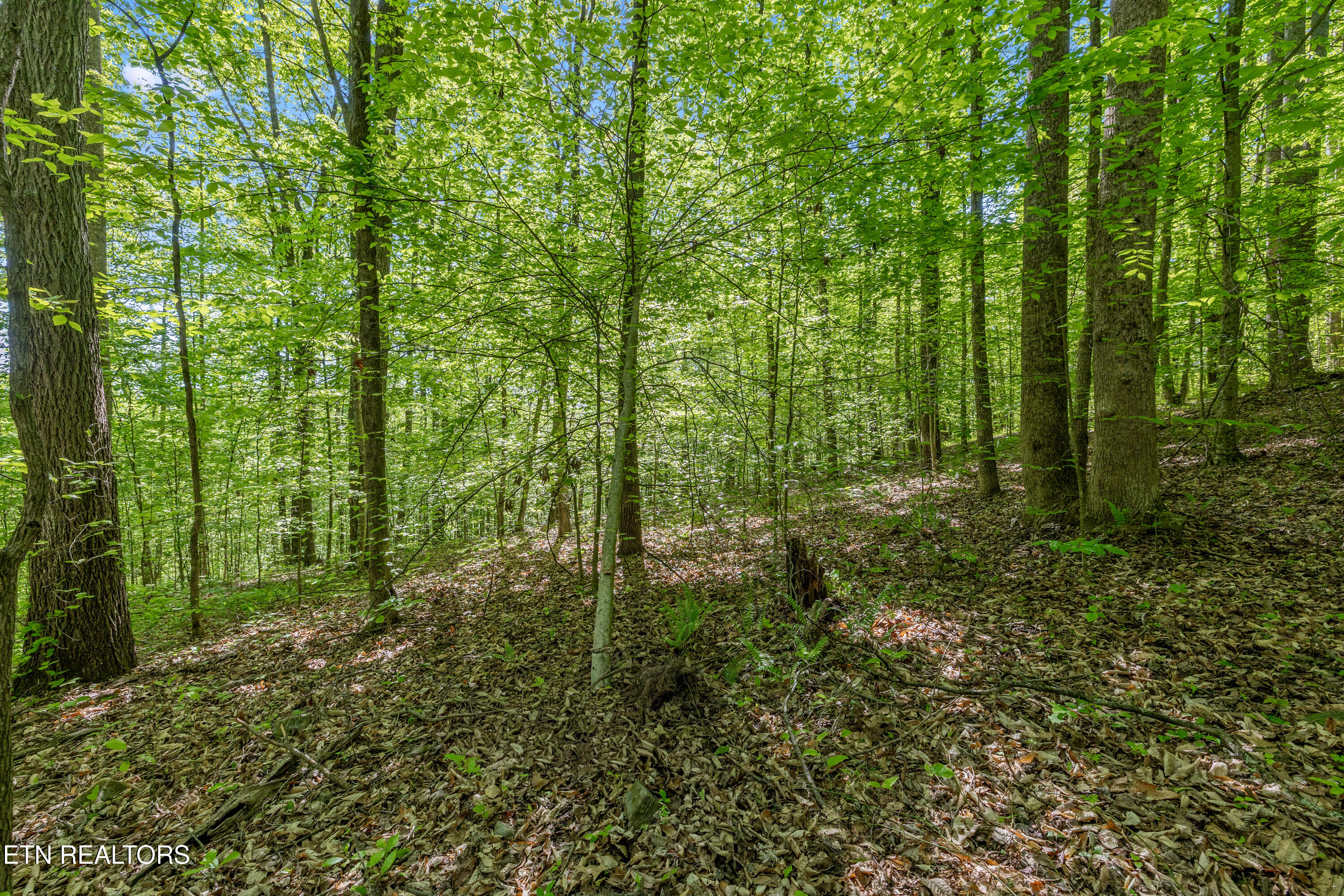 Bunch Hollow Road New Tazewell TN 37825