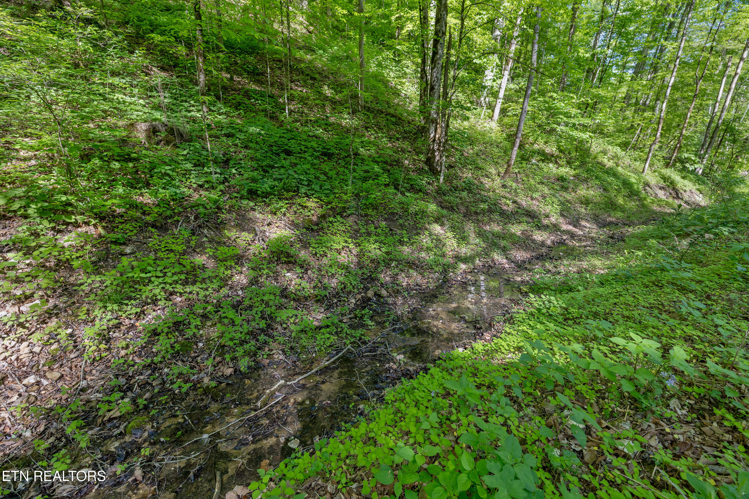 Bunch Hollow Road New Tazewell TN 37825