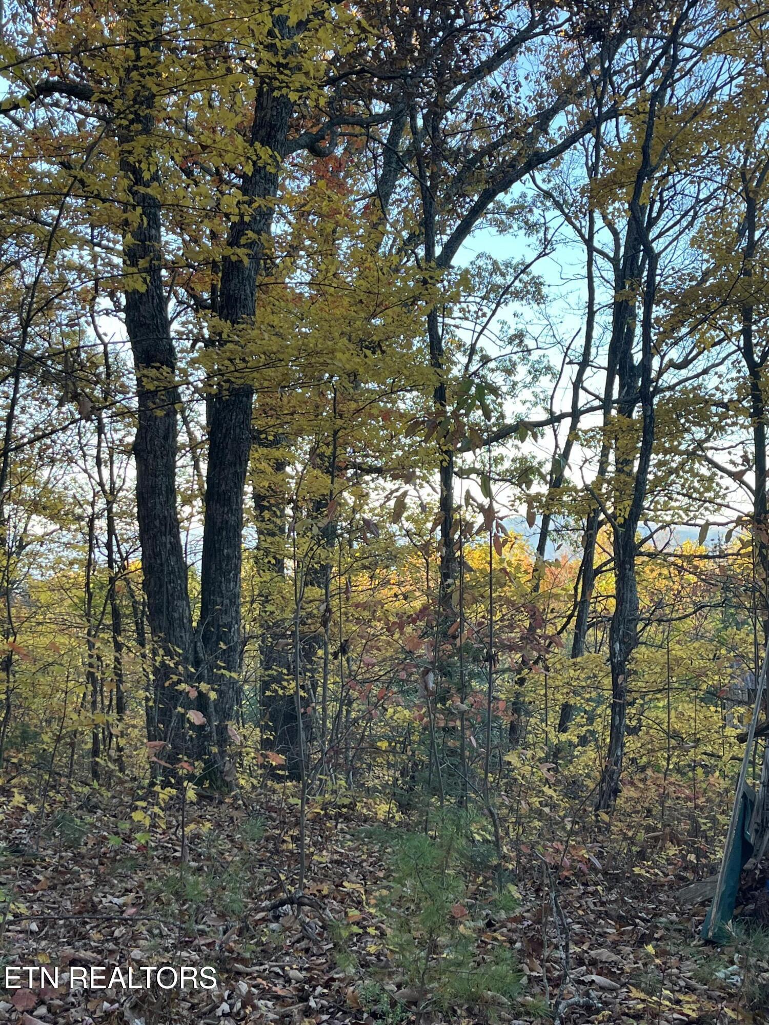 27.42 Ac Black Mountain Road Tellico Plains TN 37385