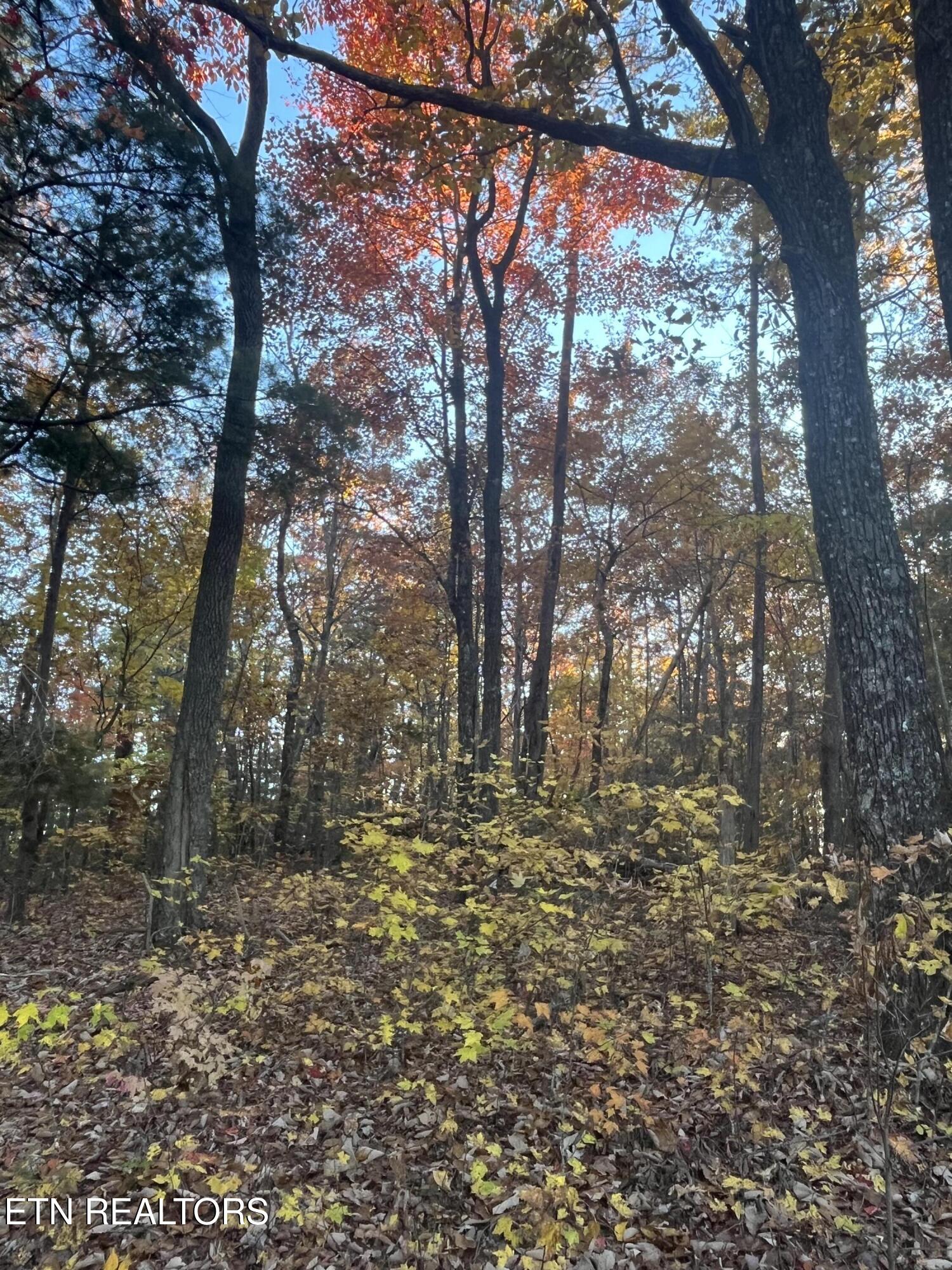 27.42 Ac Black Mountain Road Tellico Plains TN 37385