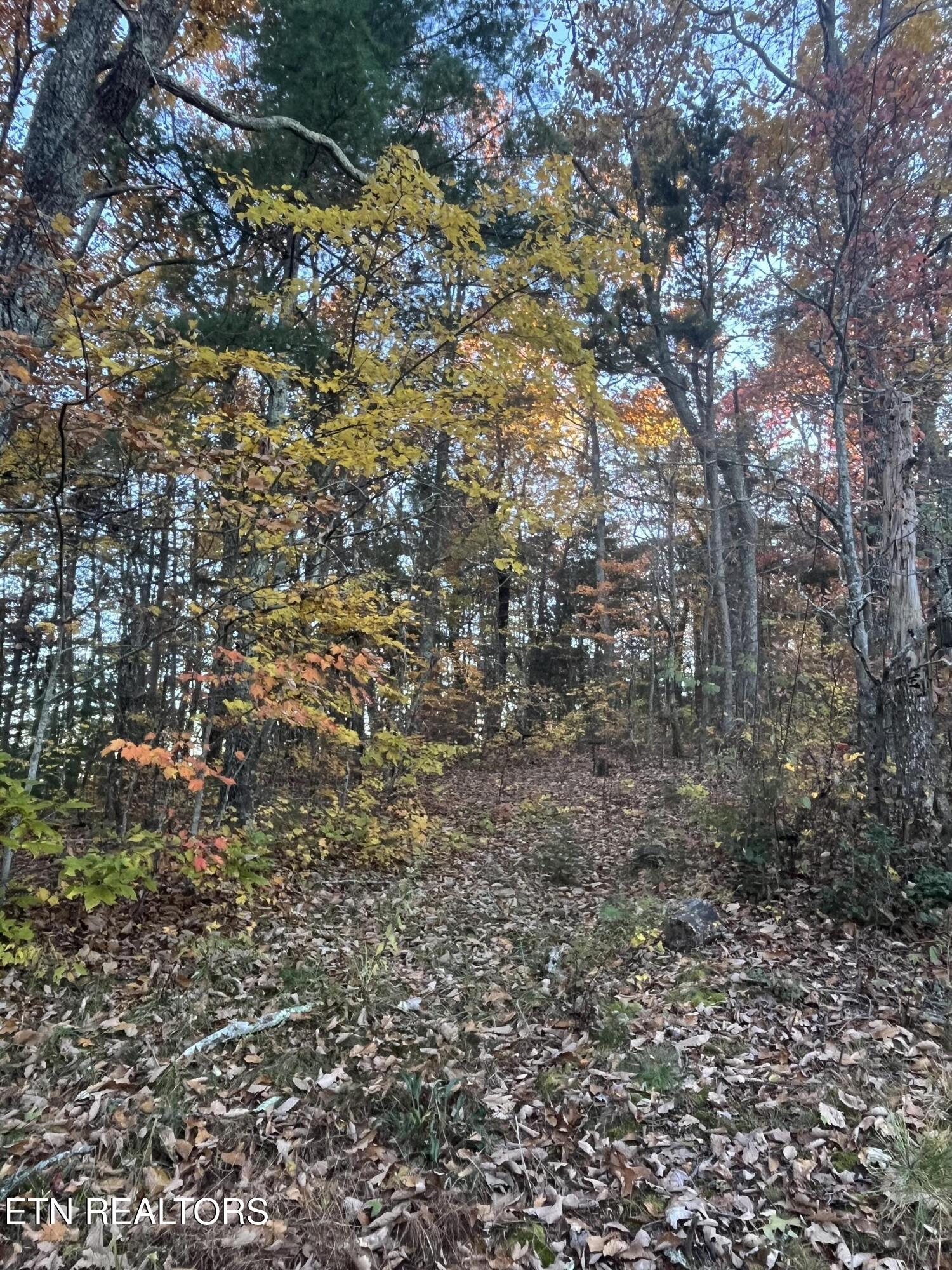 27.42 Ac Black Mountain Road Tellico Plains TN 37385