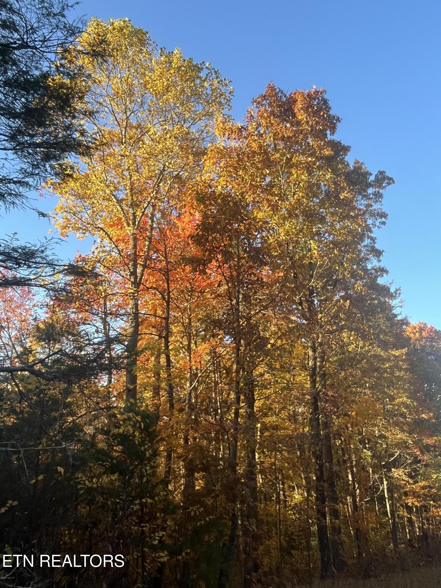 27.42 Ac Black Mountain Road Tellico Plains TN 37385