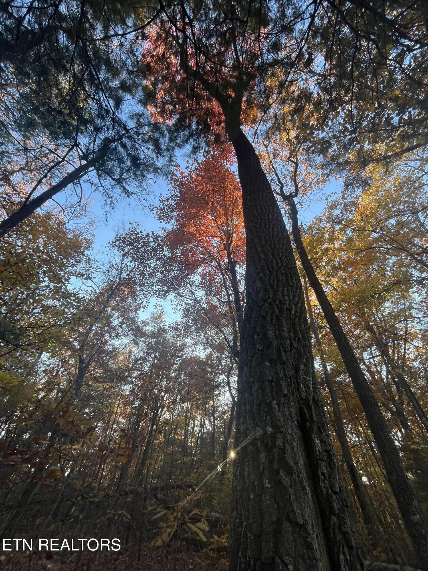 27.42 Ac Black Mountain Road Tellico Plains TN 37385